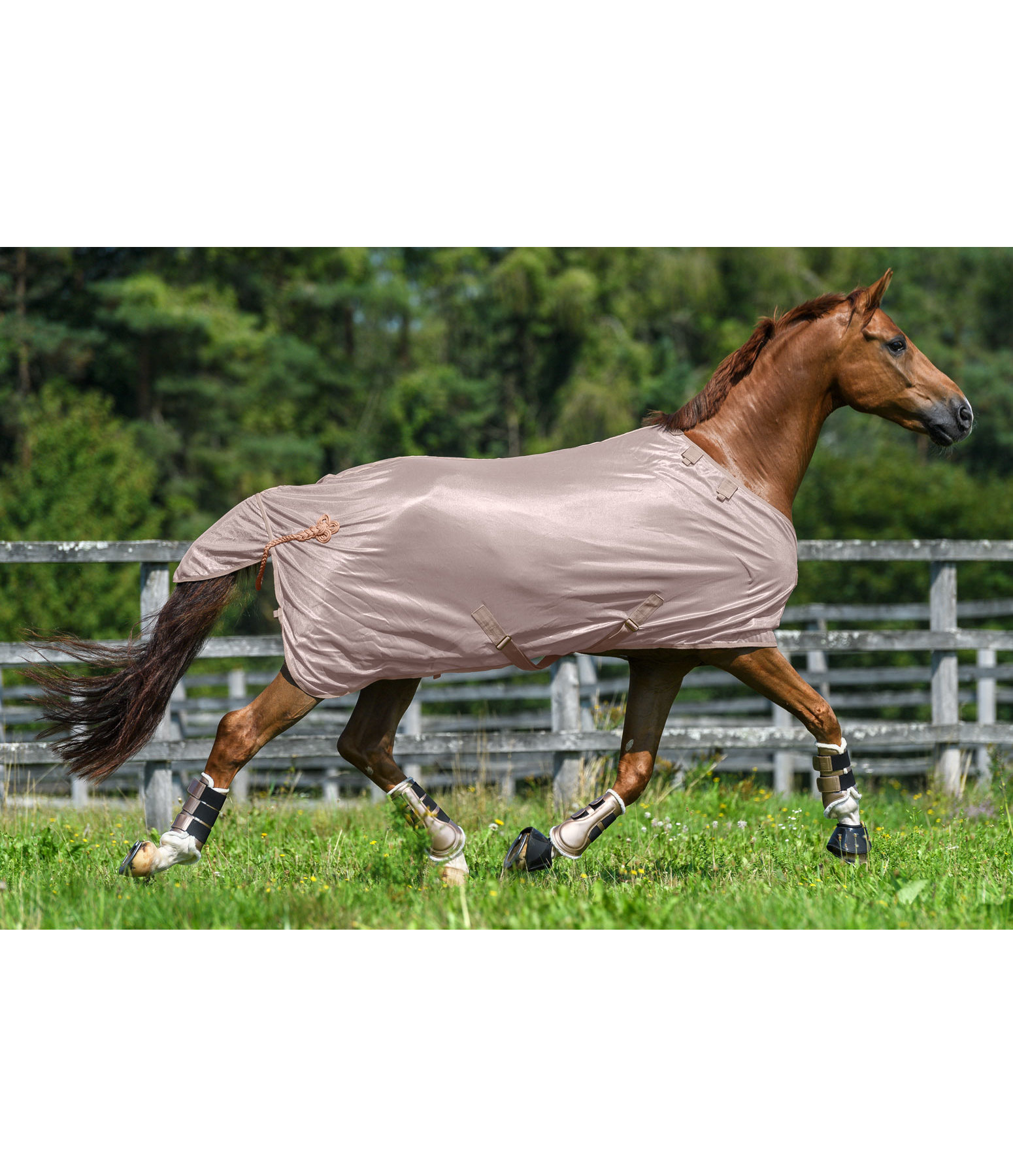 Fly Rug Royal Fly Rugs Kramer Equestrian