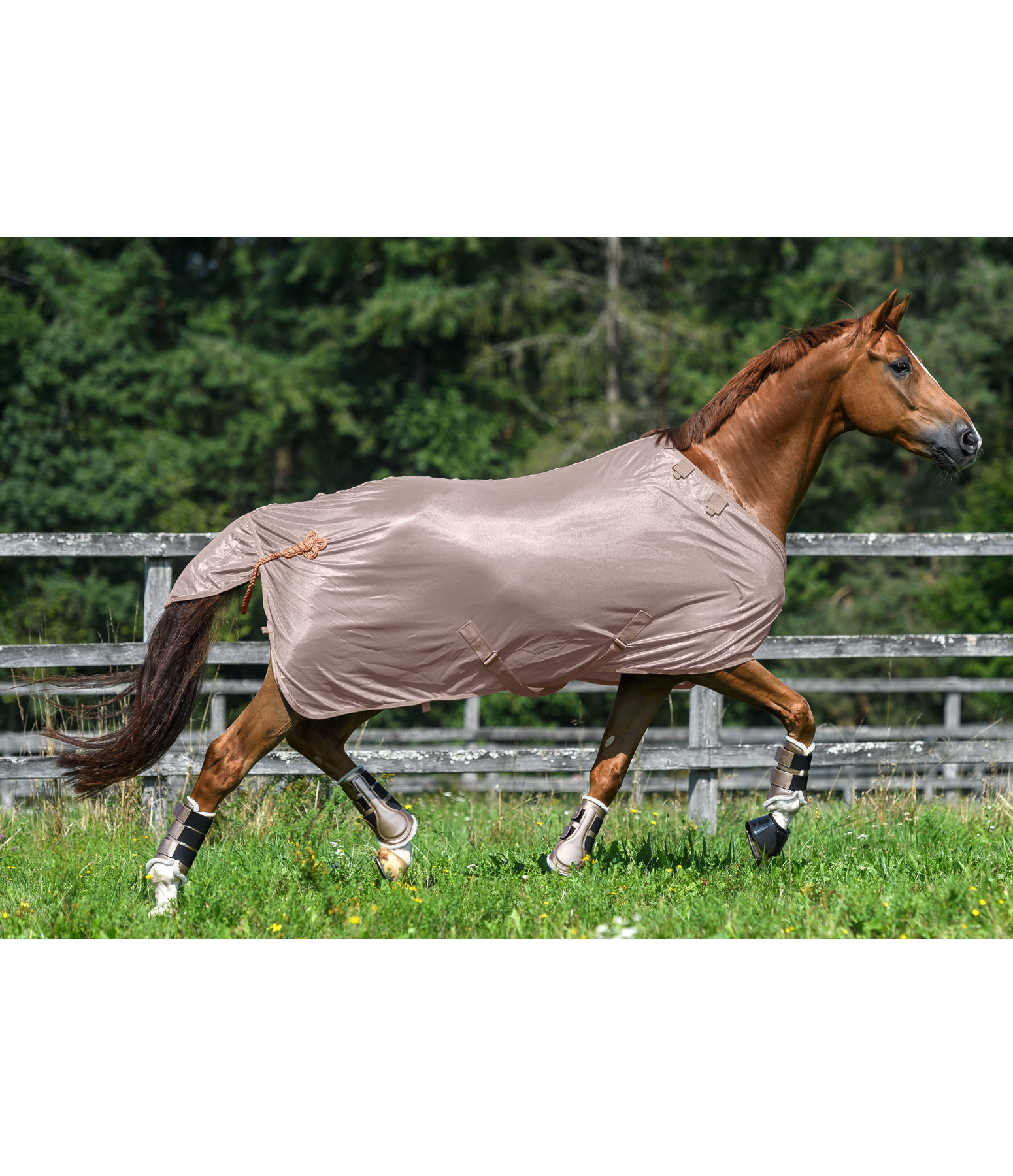Fly Rug Royal Fly Rugs Kramer Equestrian
