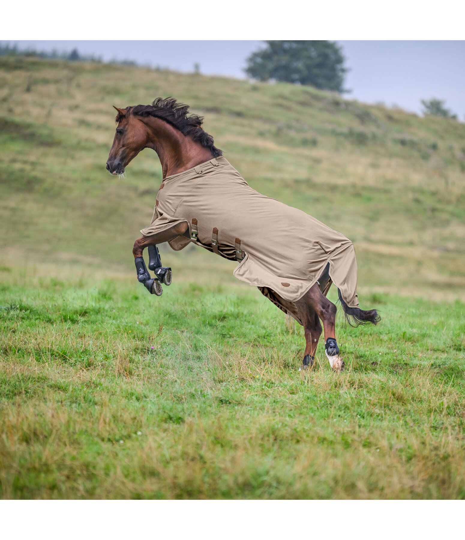 Full Neck Fly Rug Timeless Elegance with Detachable Neck Piece