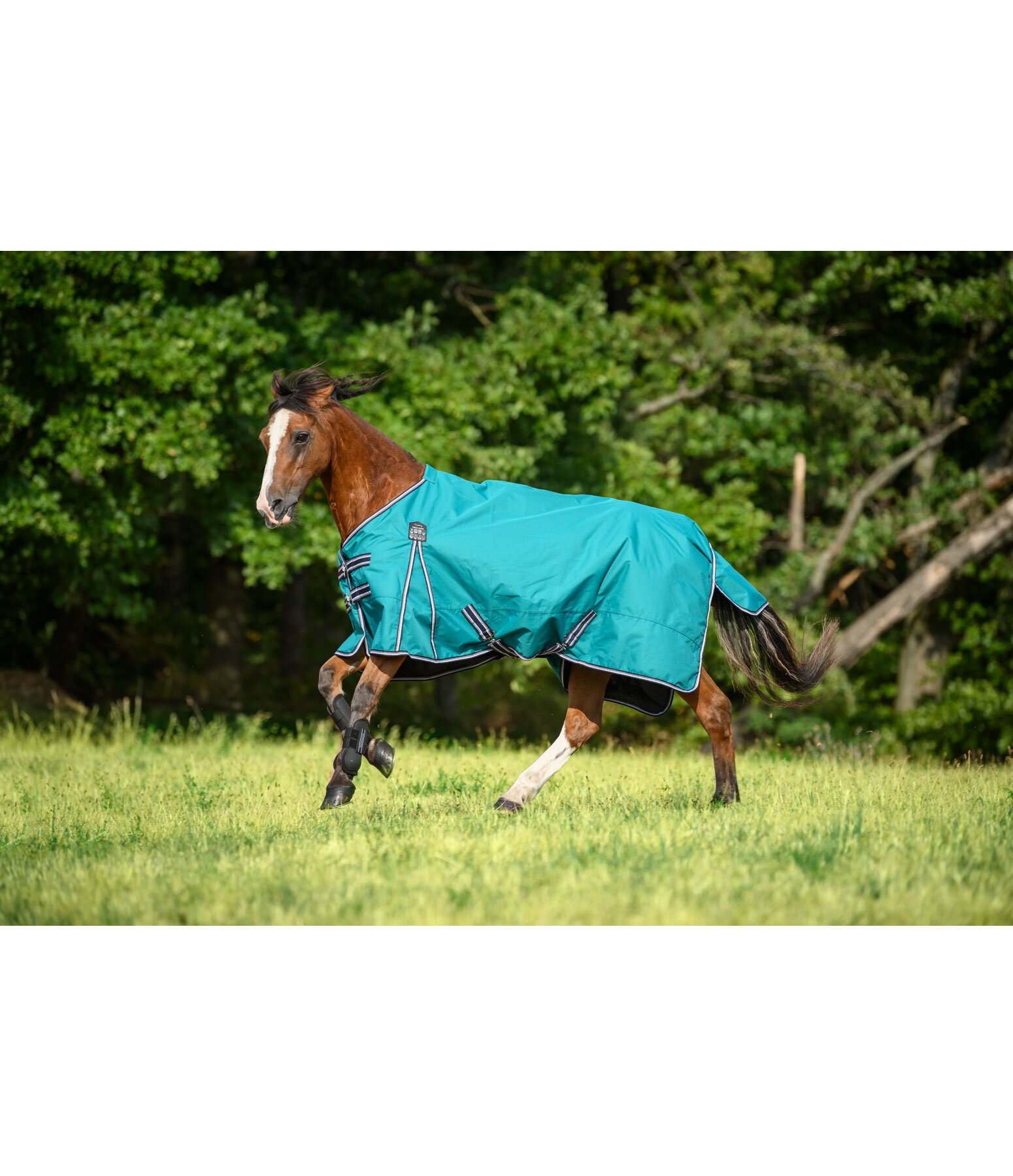 Turnout Rug Kadir IV, 50g Horse Rugs Kramer Equestrian