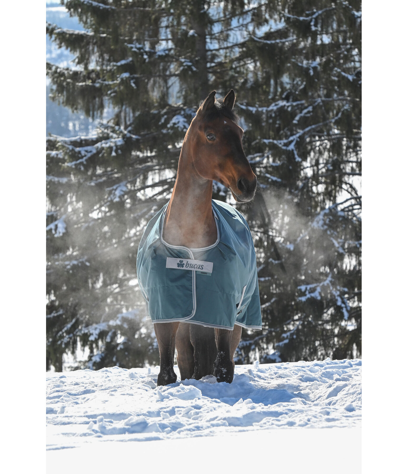 Turnout Rug Atlantic Turnout 50 Regular Neck with Dermo-Care, 50g