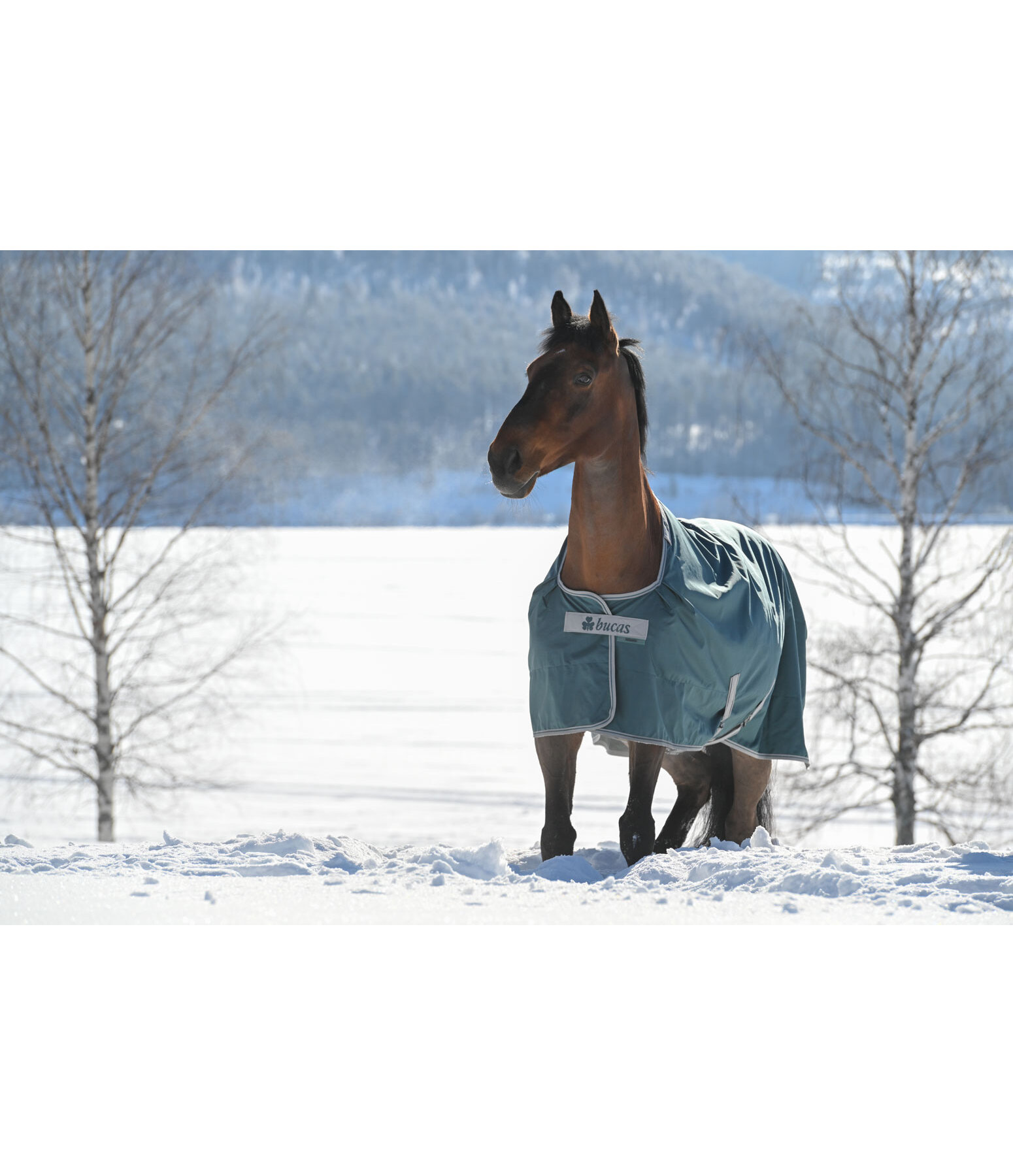 Turnout Rug Atlantic Turnout 50 Regular Neck with Dermo-Care, 50g