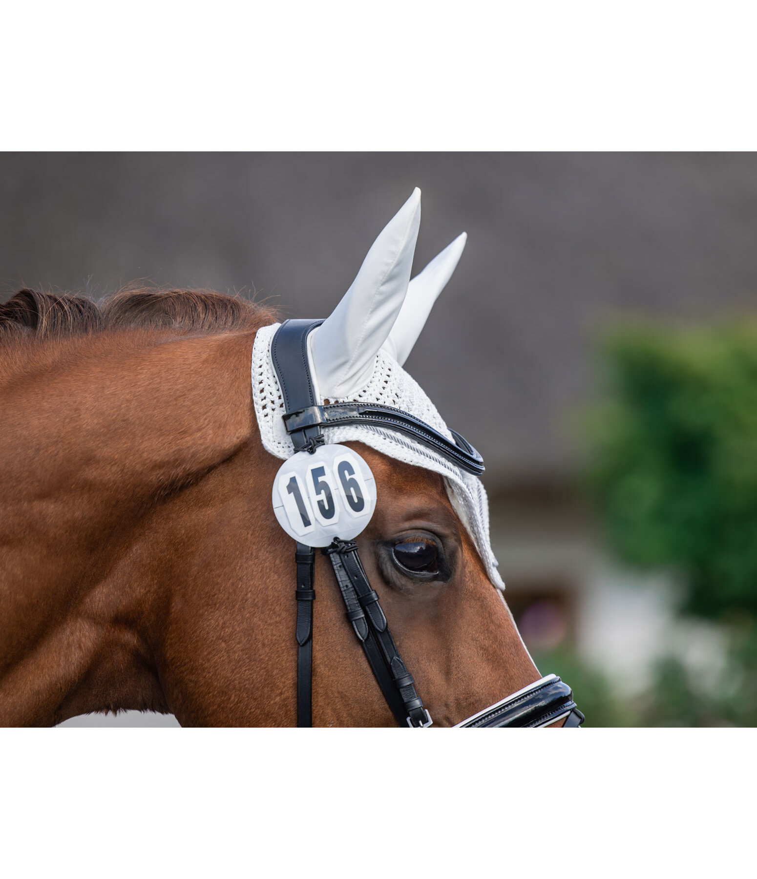 Bridle Number, round