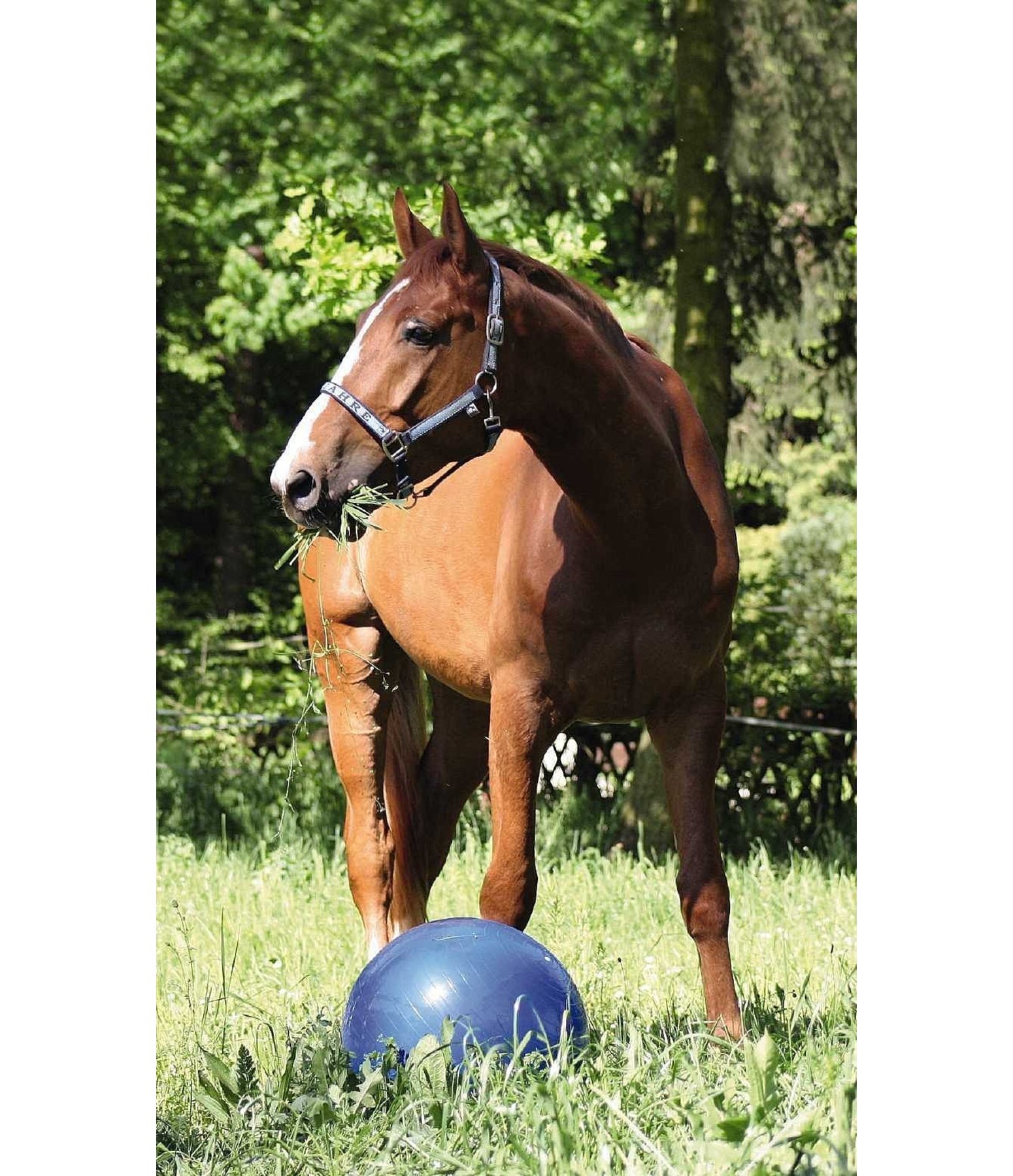 Large Play Ball Toys for Horses Kramer Equestrian