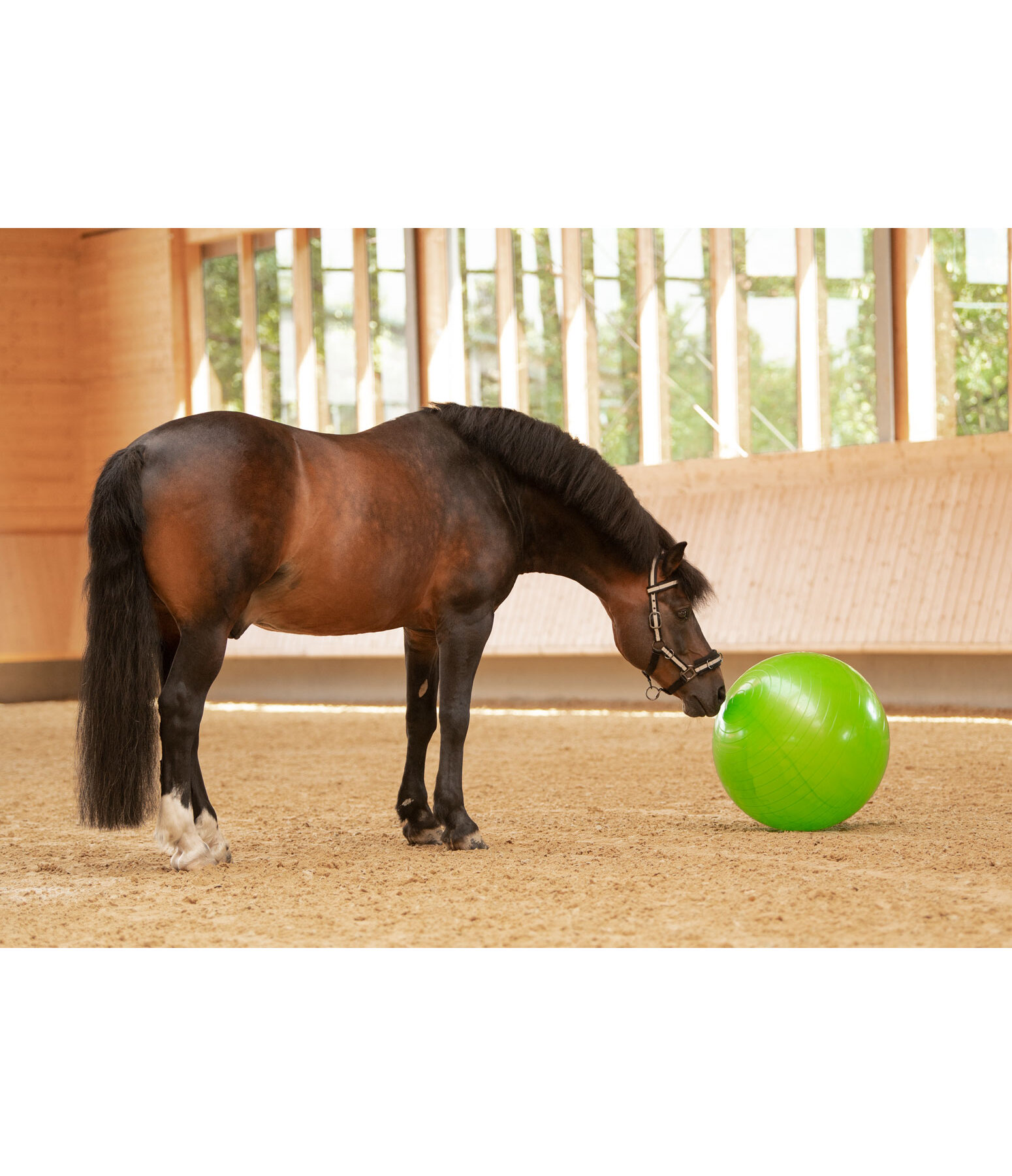 Giant horse ball top