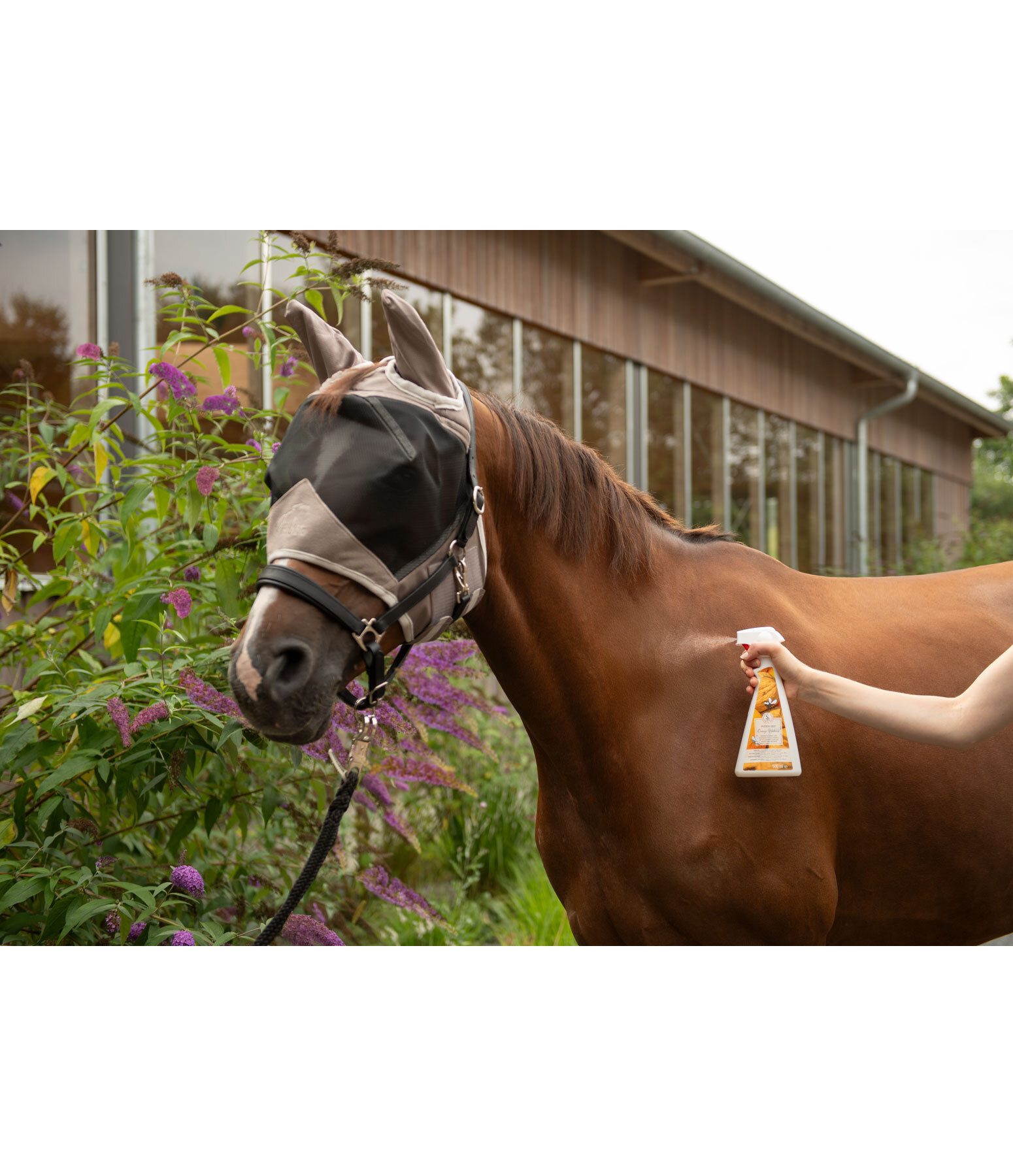 Horse Deodorant Orange Walnut