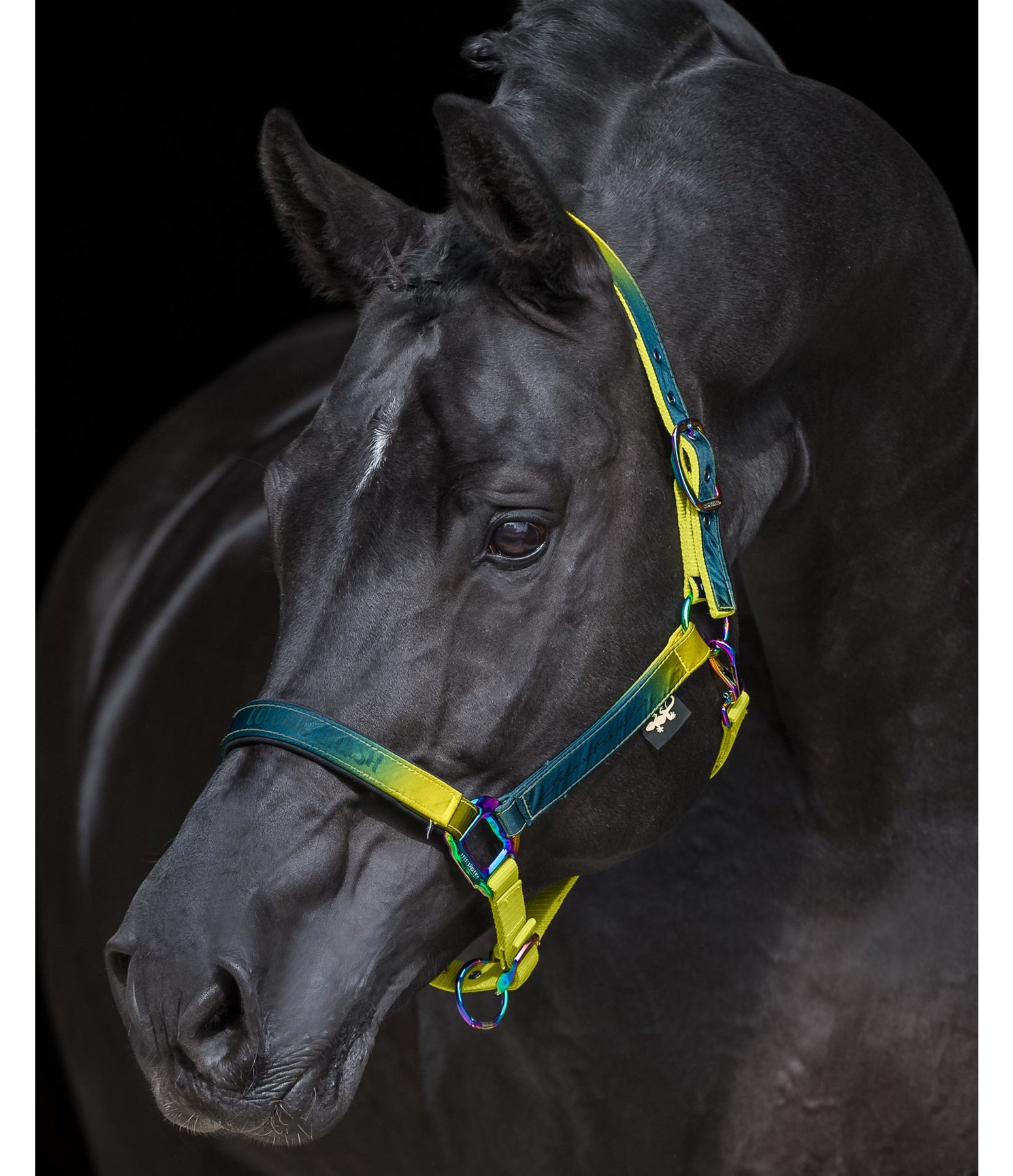 Headcollar Colour Splash - Felix Bühler Colour Splash - Kramer Equestrian