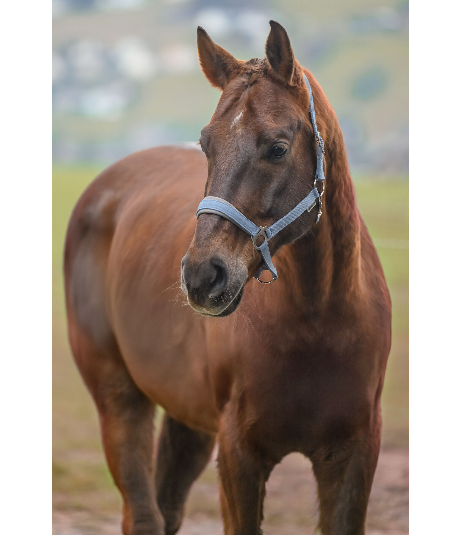 Headcollar Super Price ll