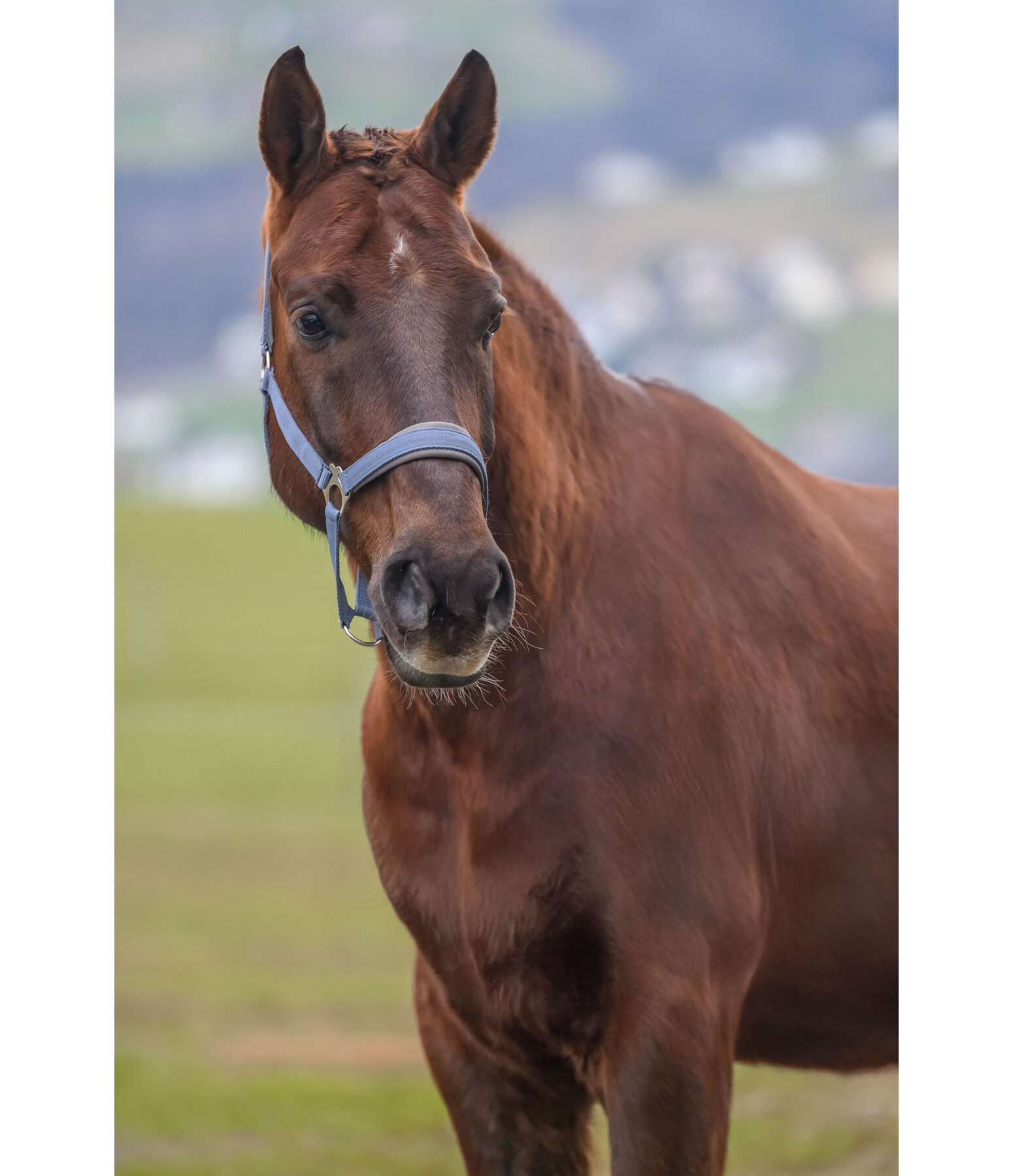 Headcollar Super Price ll