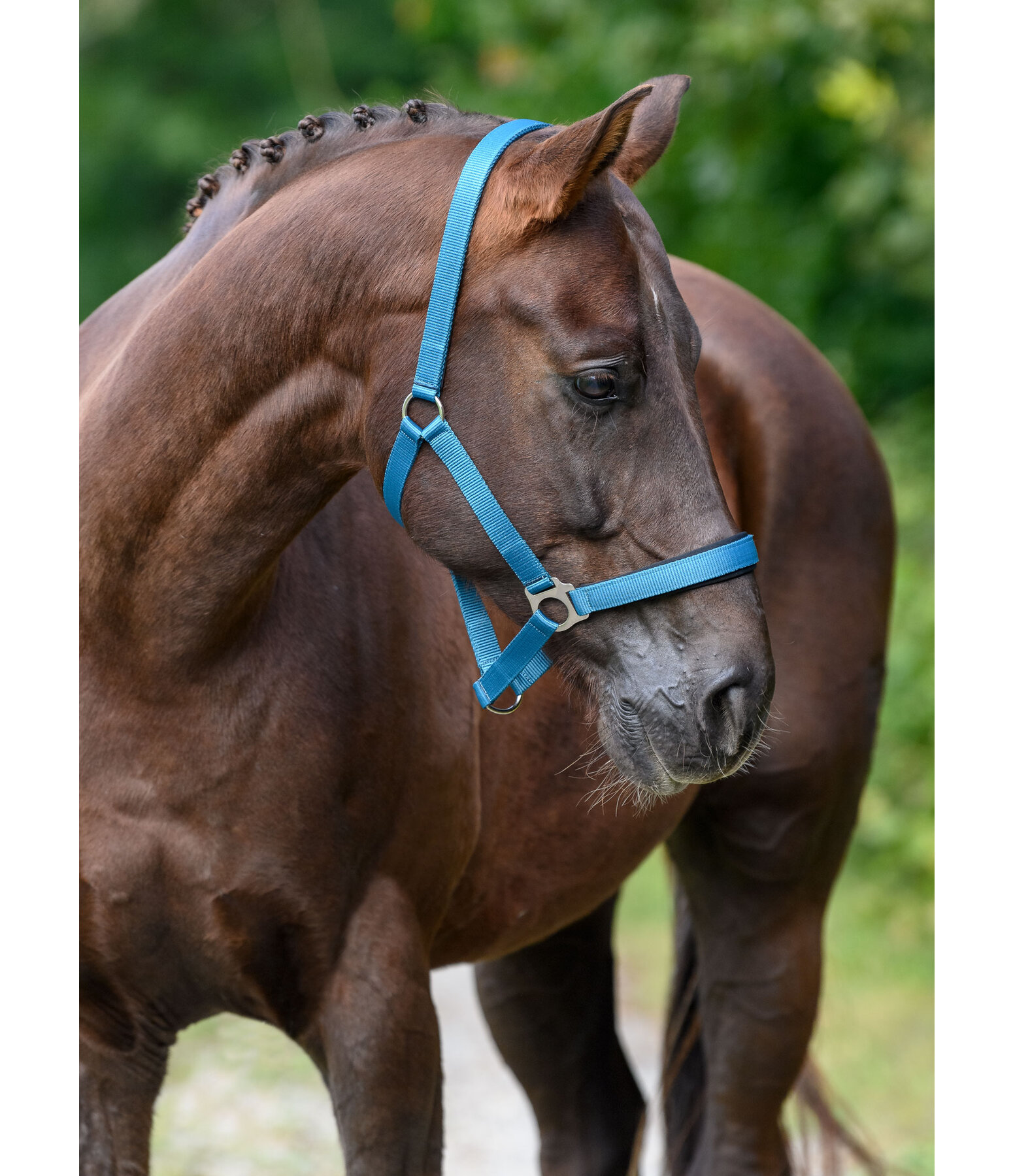 Headcollar Super Price ll