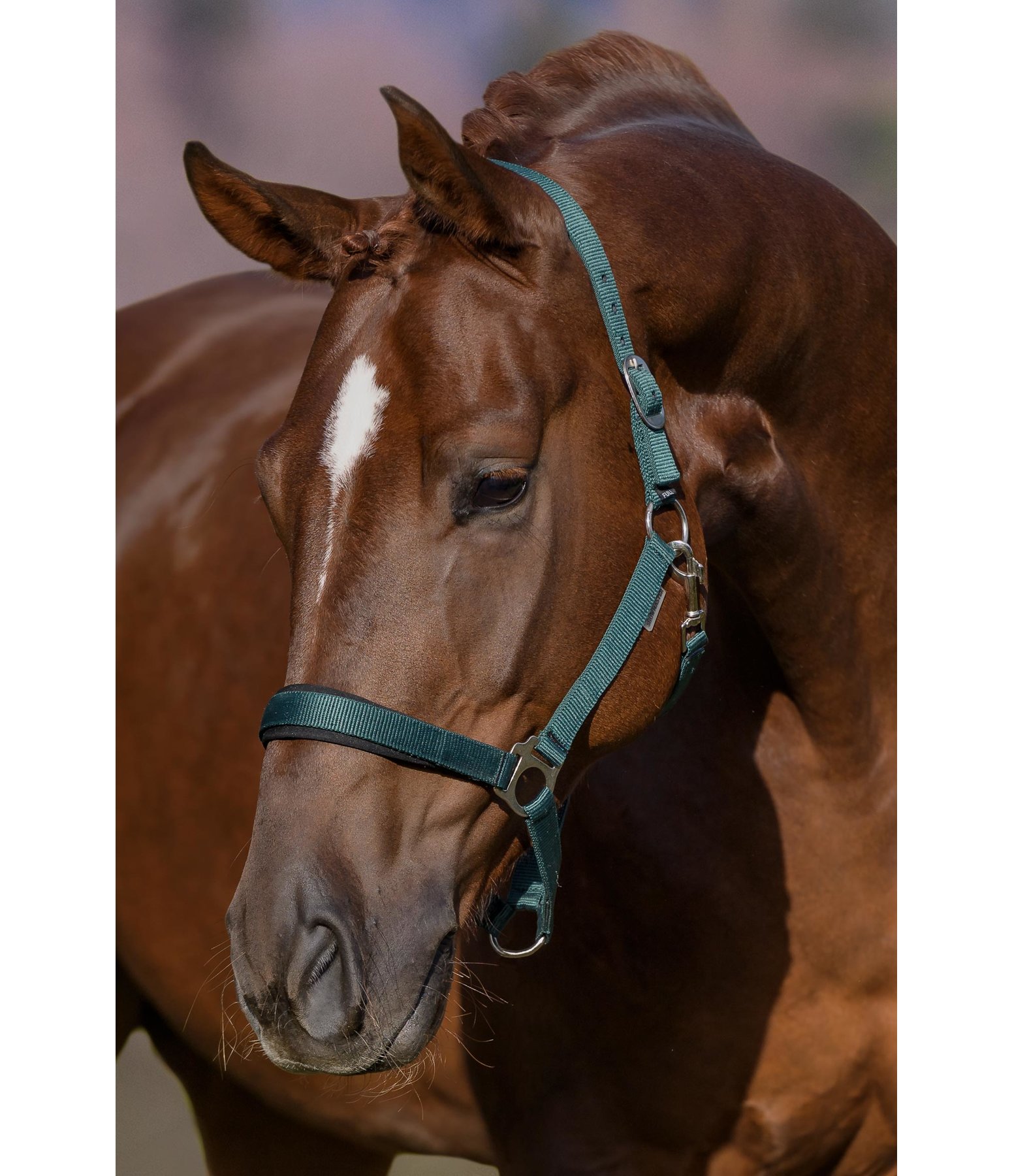 Headcollar Super Price ll