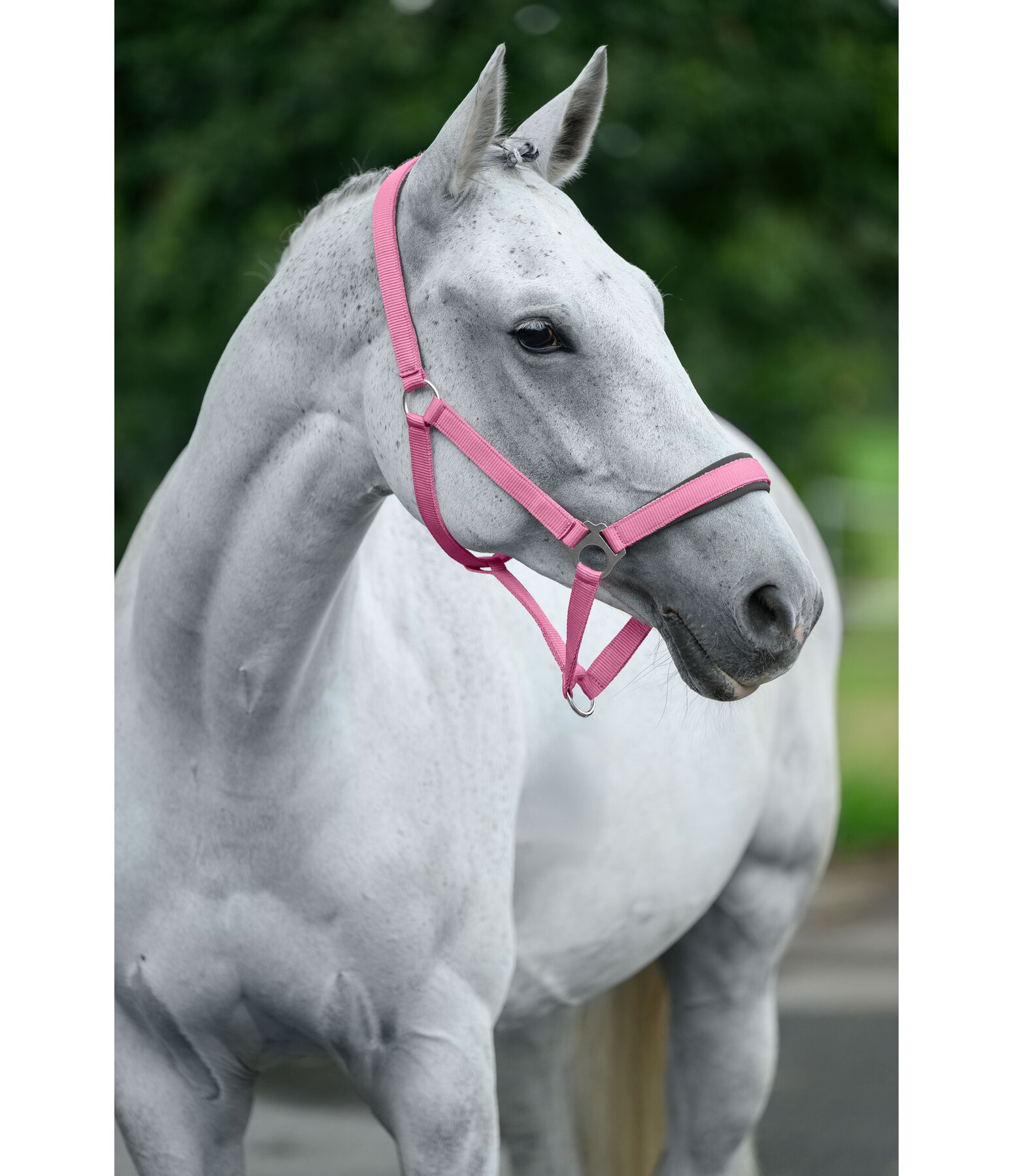 Headcollar Super Price ll