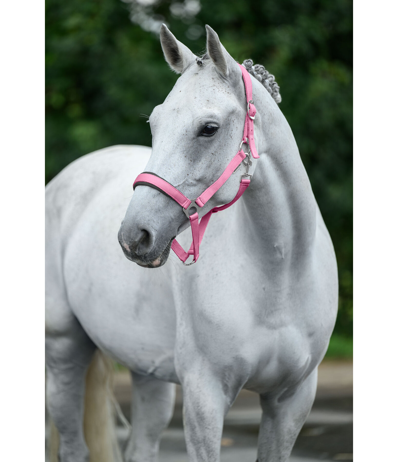 Headcollar Super Price ll