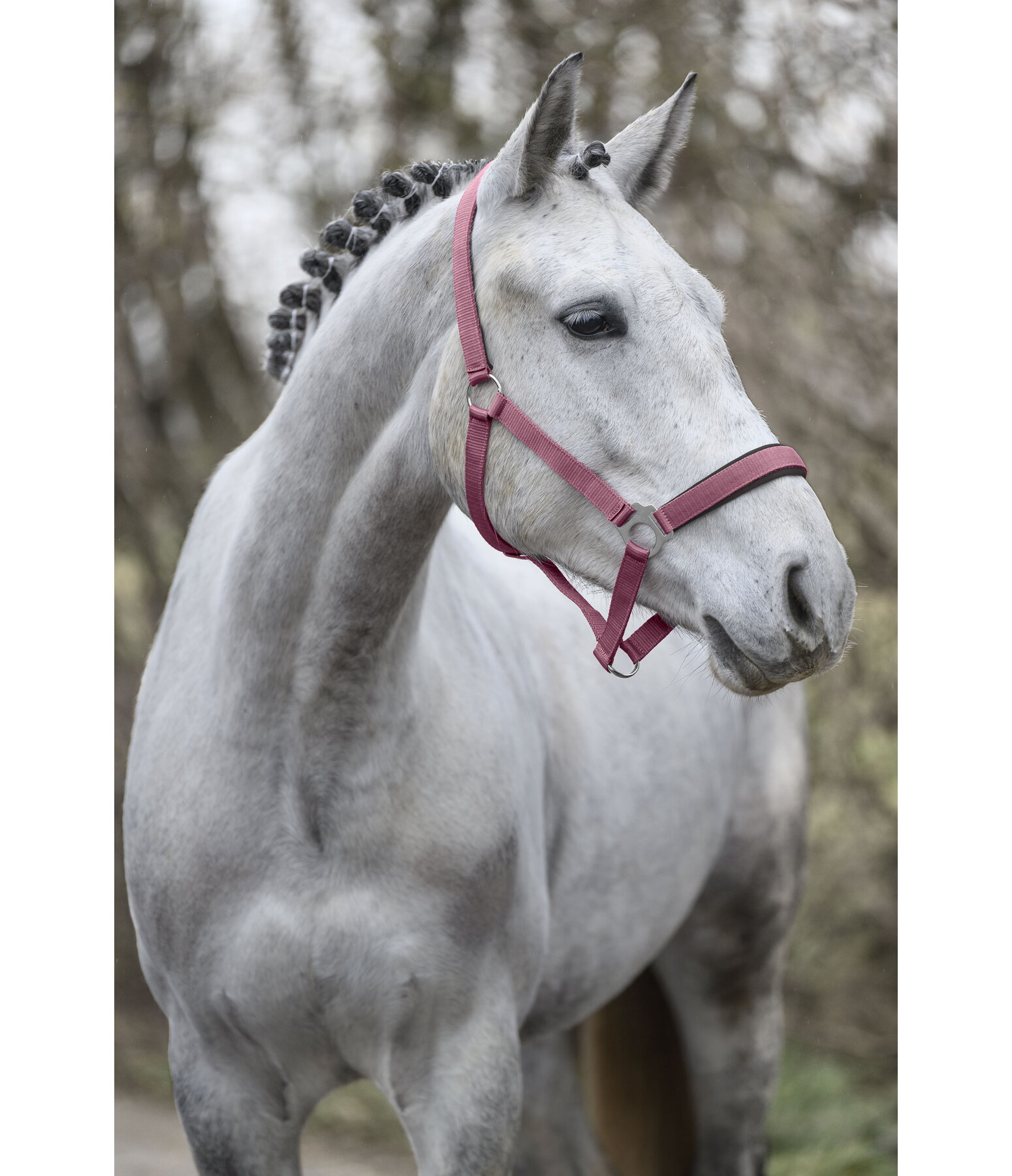 Headcollar Super Price ll