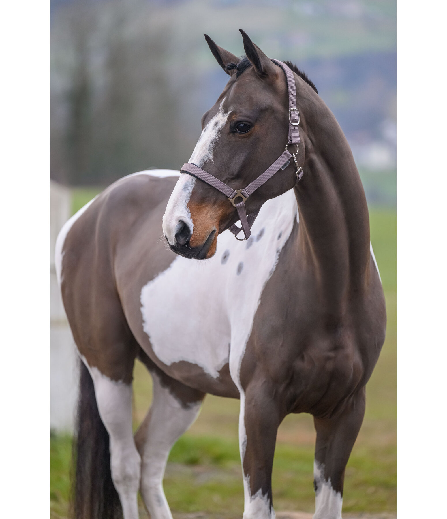 Headcollar Super Price ll