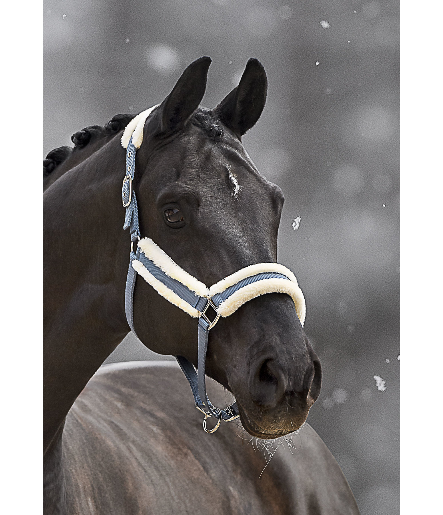 Headcollar Cosy