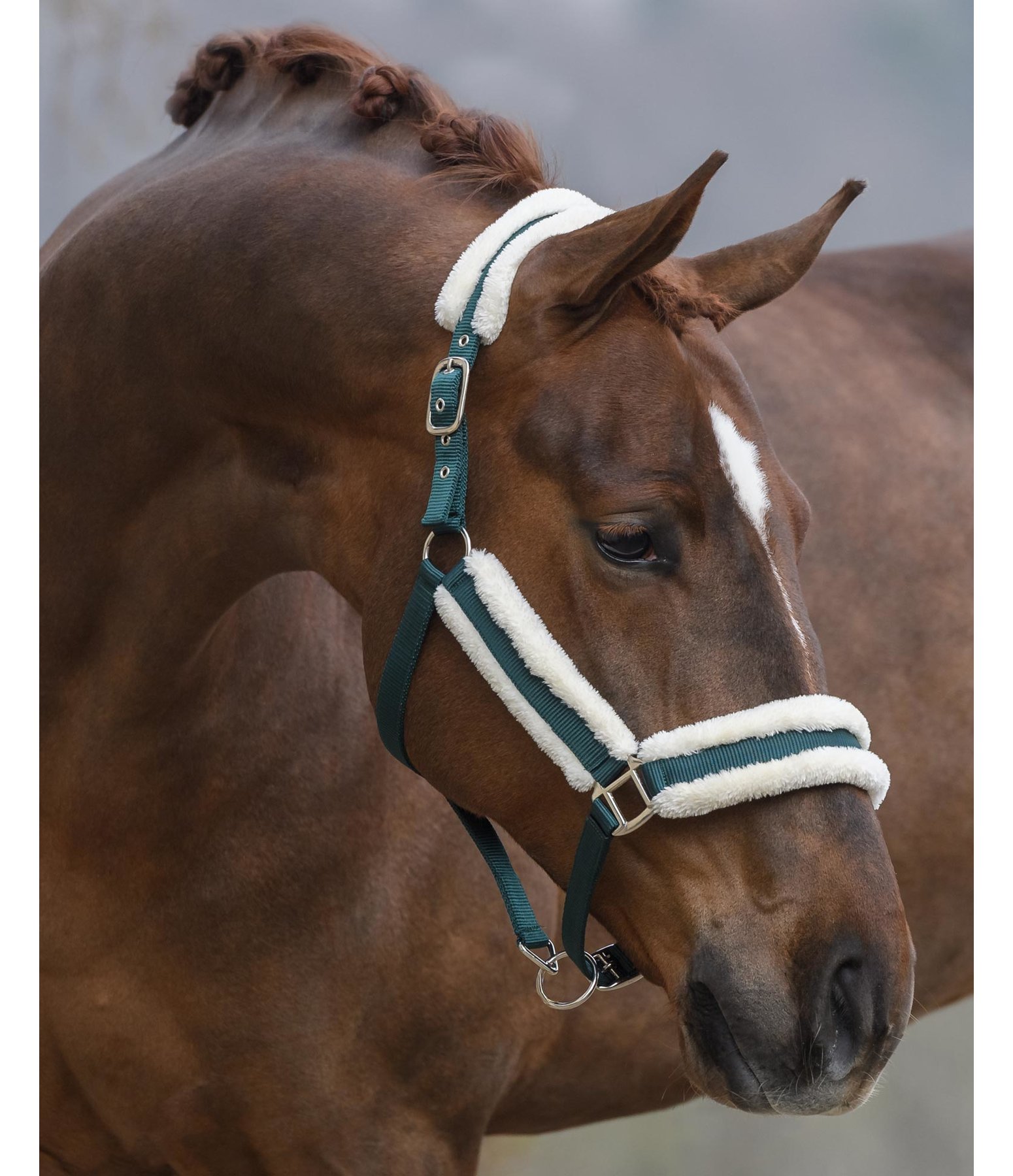 Headcollar Cosy