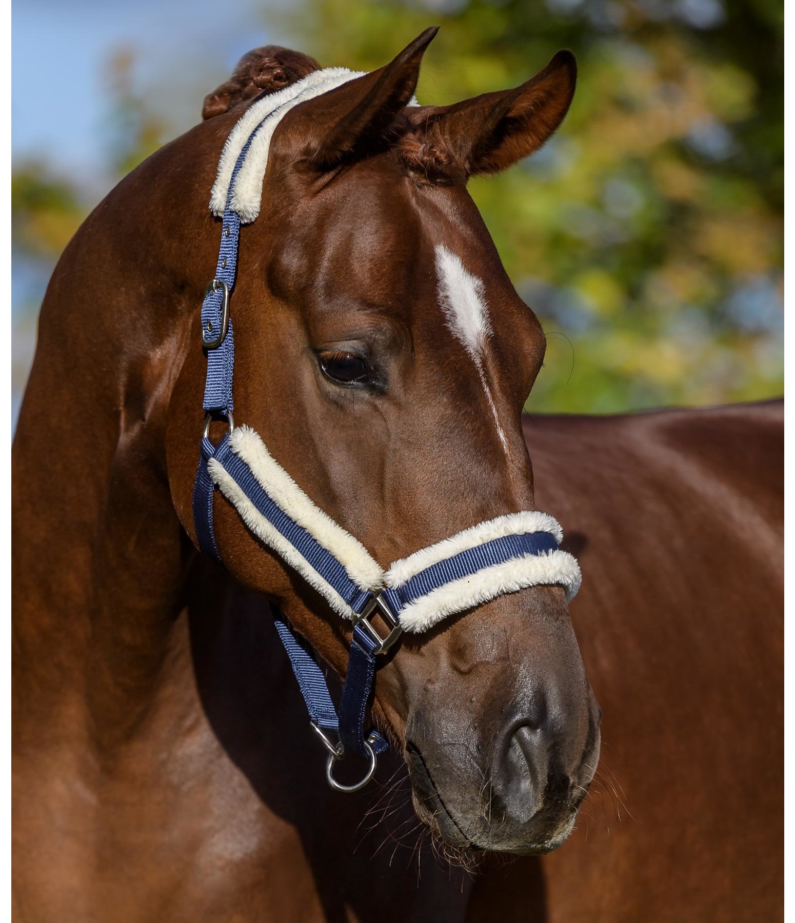 Headcollar Cosy