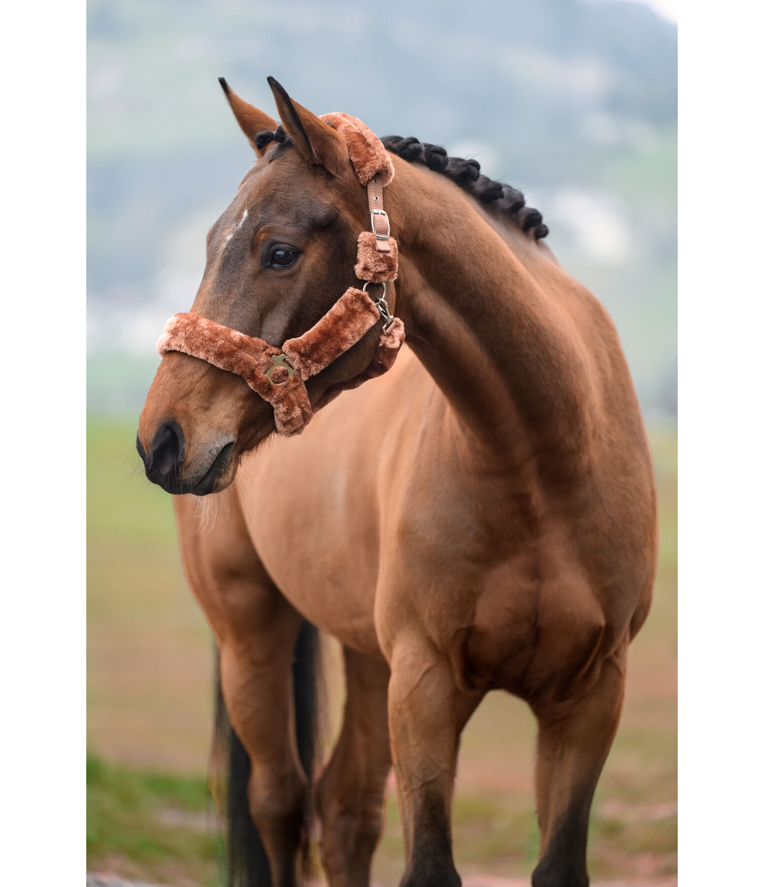 Teddy Fleece Headcollar Protection