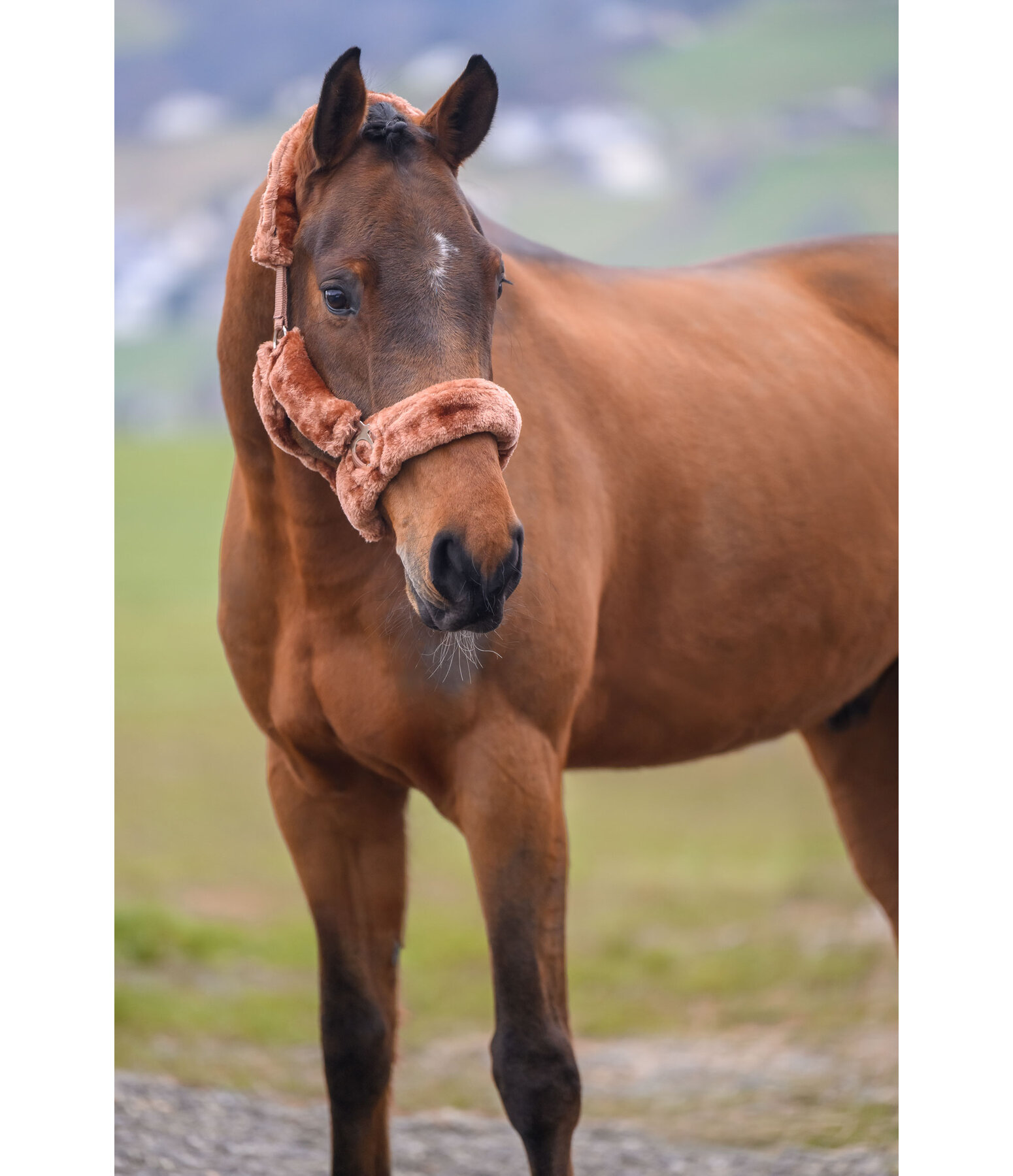 Teddy Fleece Headcollar Protection