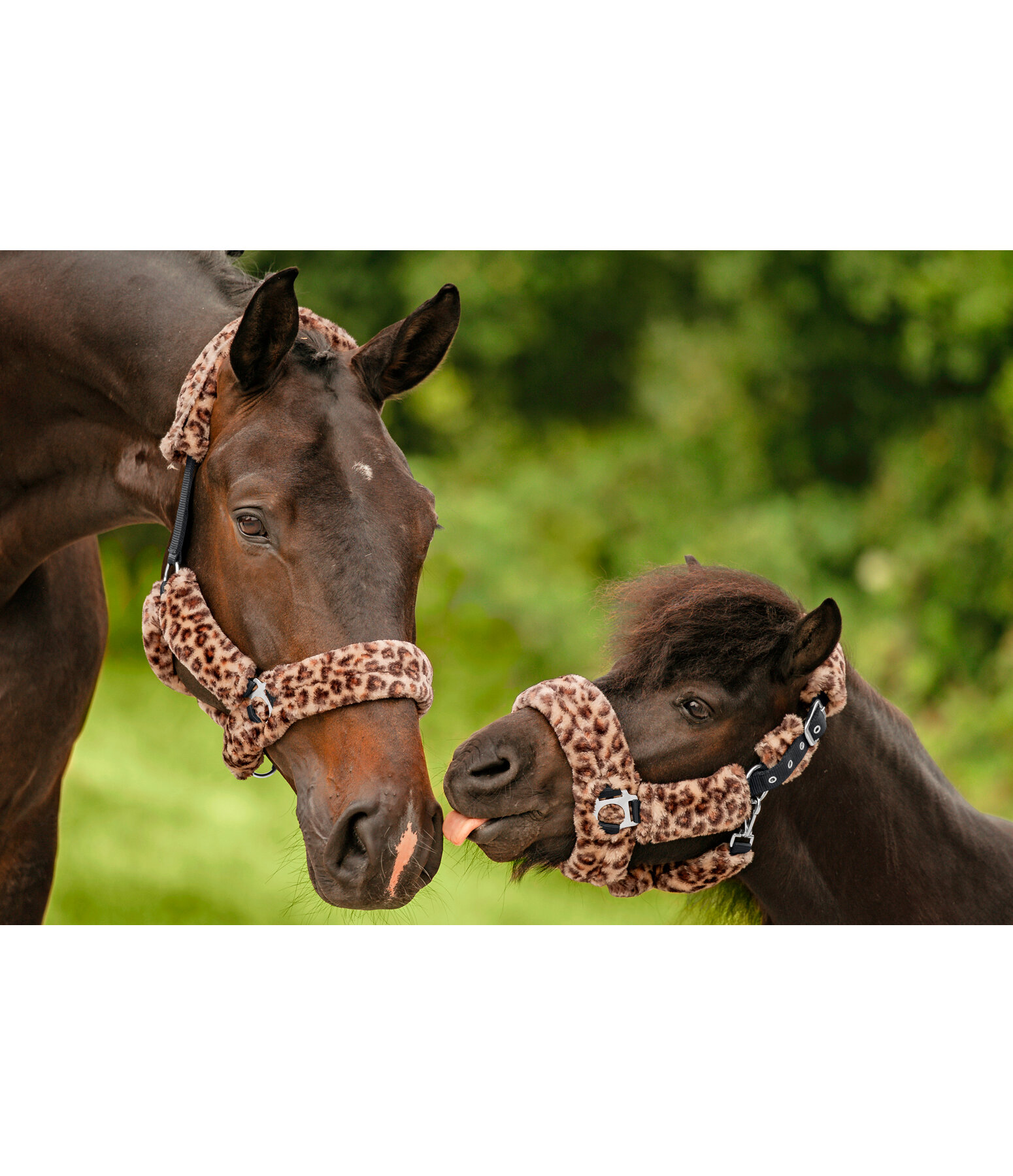 Teddy Fleece Headcollar Protection