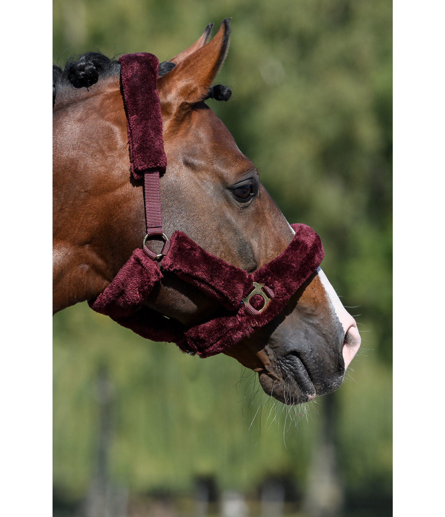 Teddy Fleece Headcollar Protection