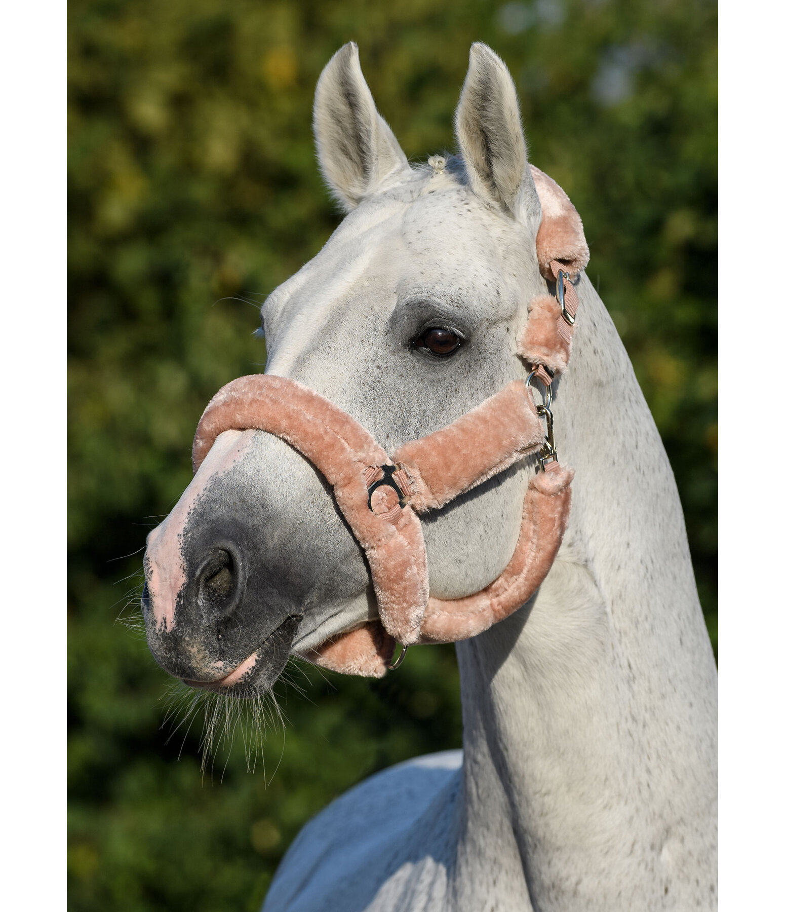 Teddy Fleece Headcollar Protection
