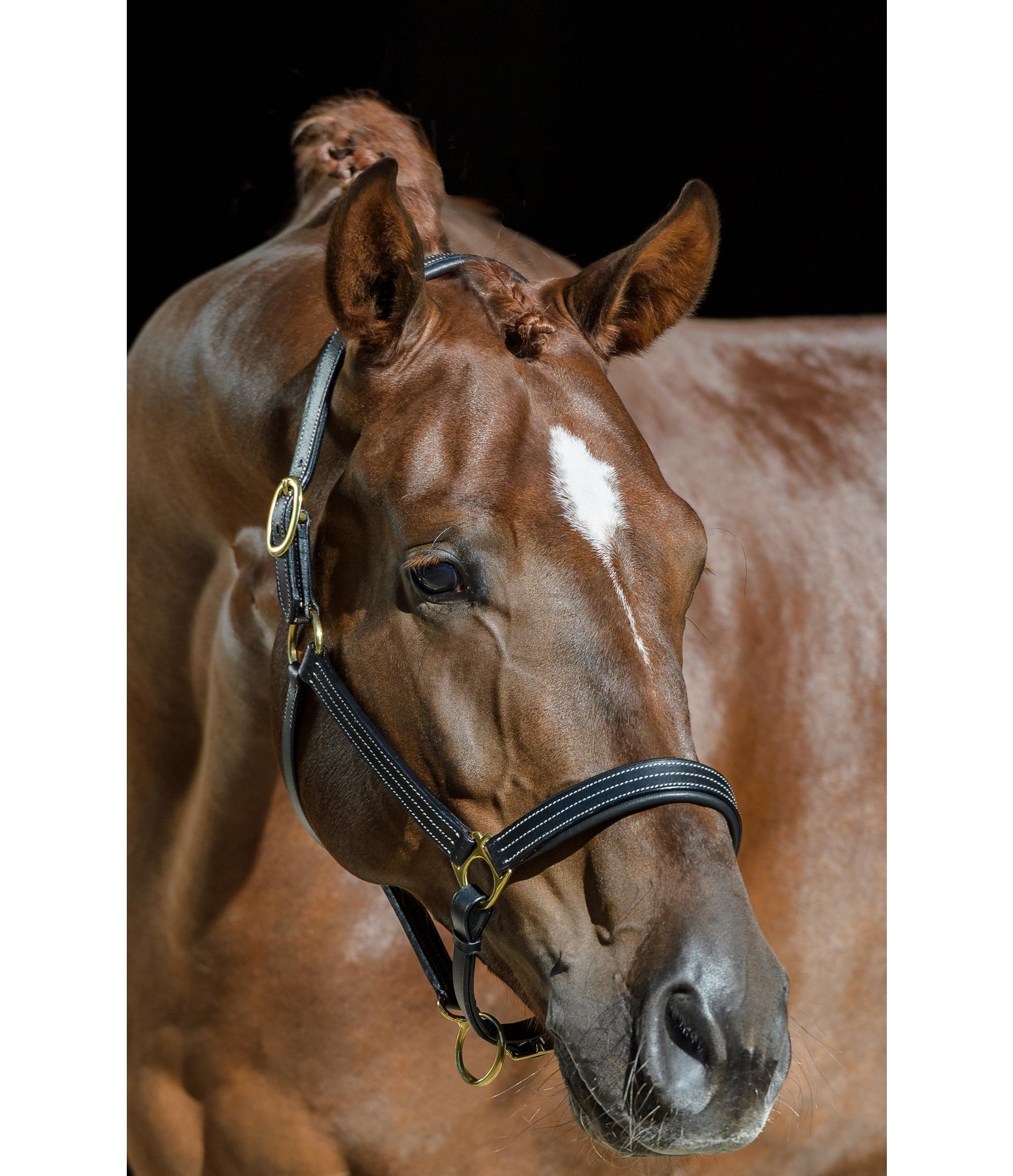 Leather Headcollar Engraver