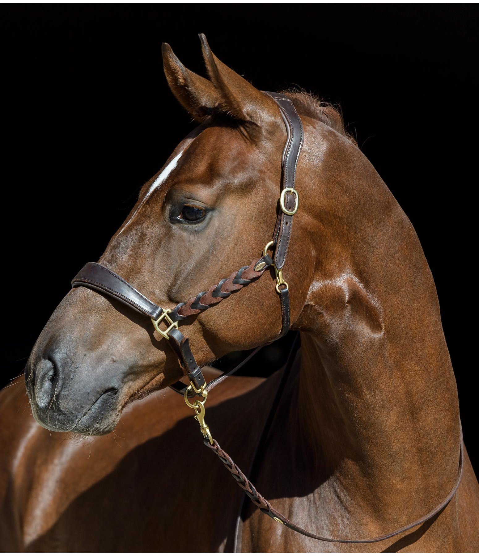 Argentinian Leather Headcollar Leather Headcollars Kramer Equestrian