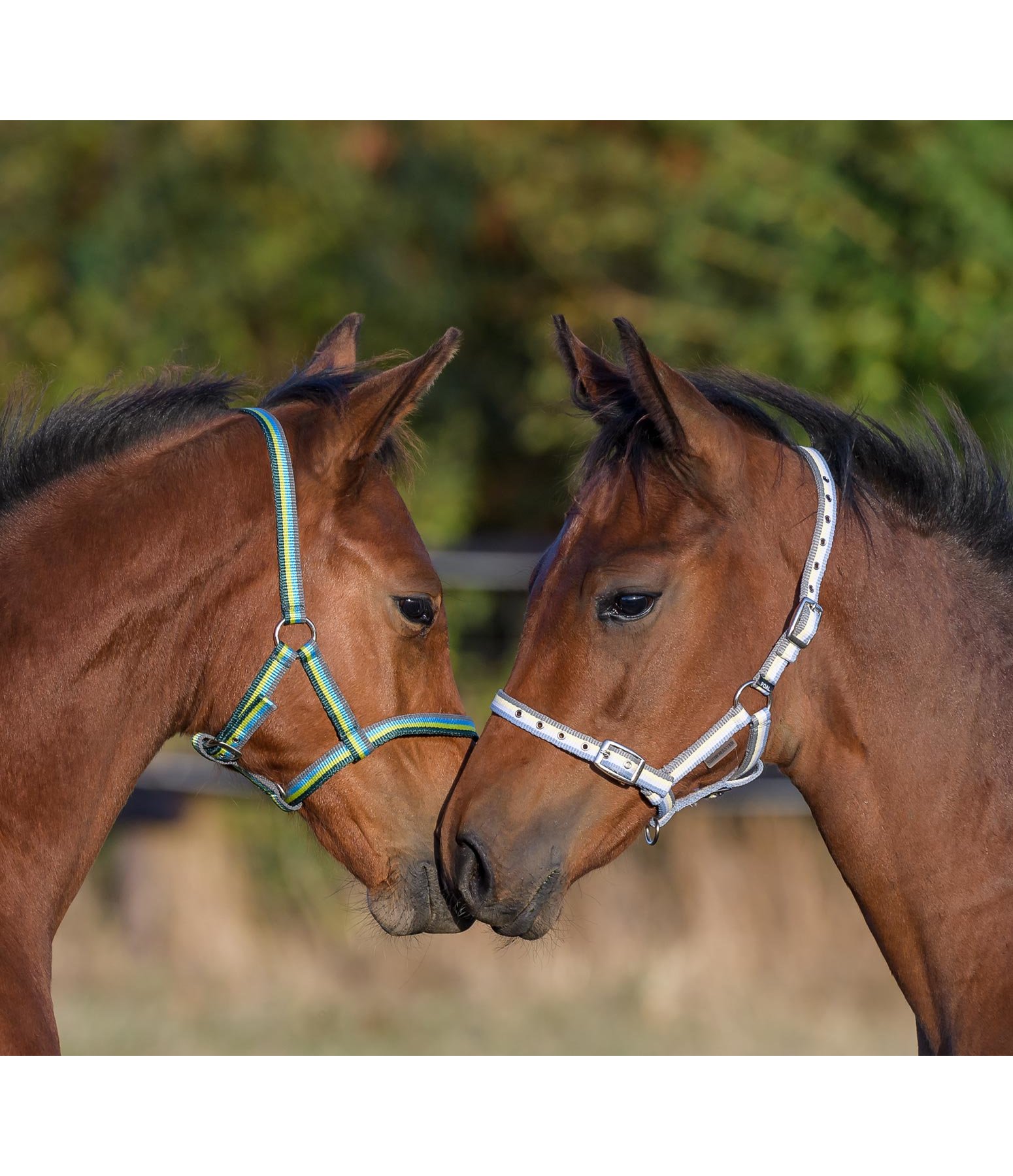 Foal Headcollar Darling Headcollars Kramer Equestrian