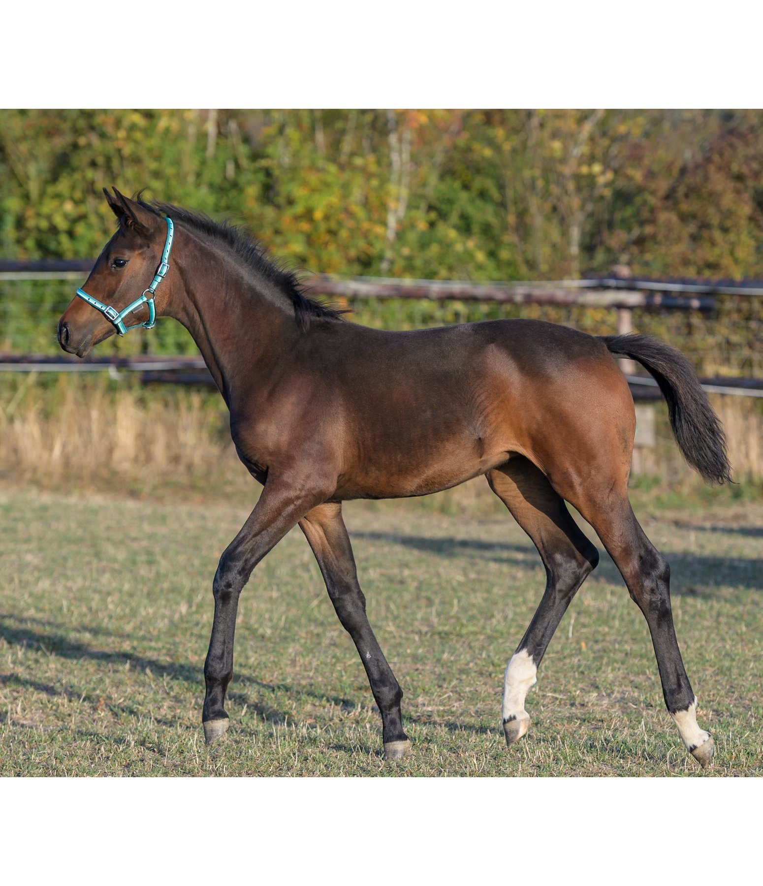 Foal Headcollar Darling