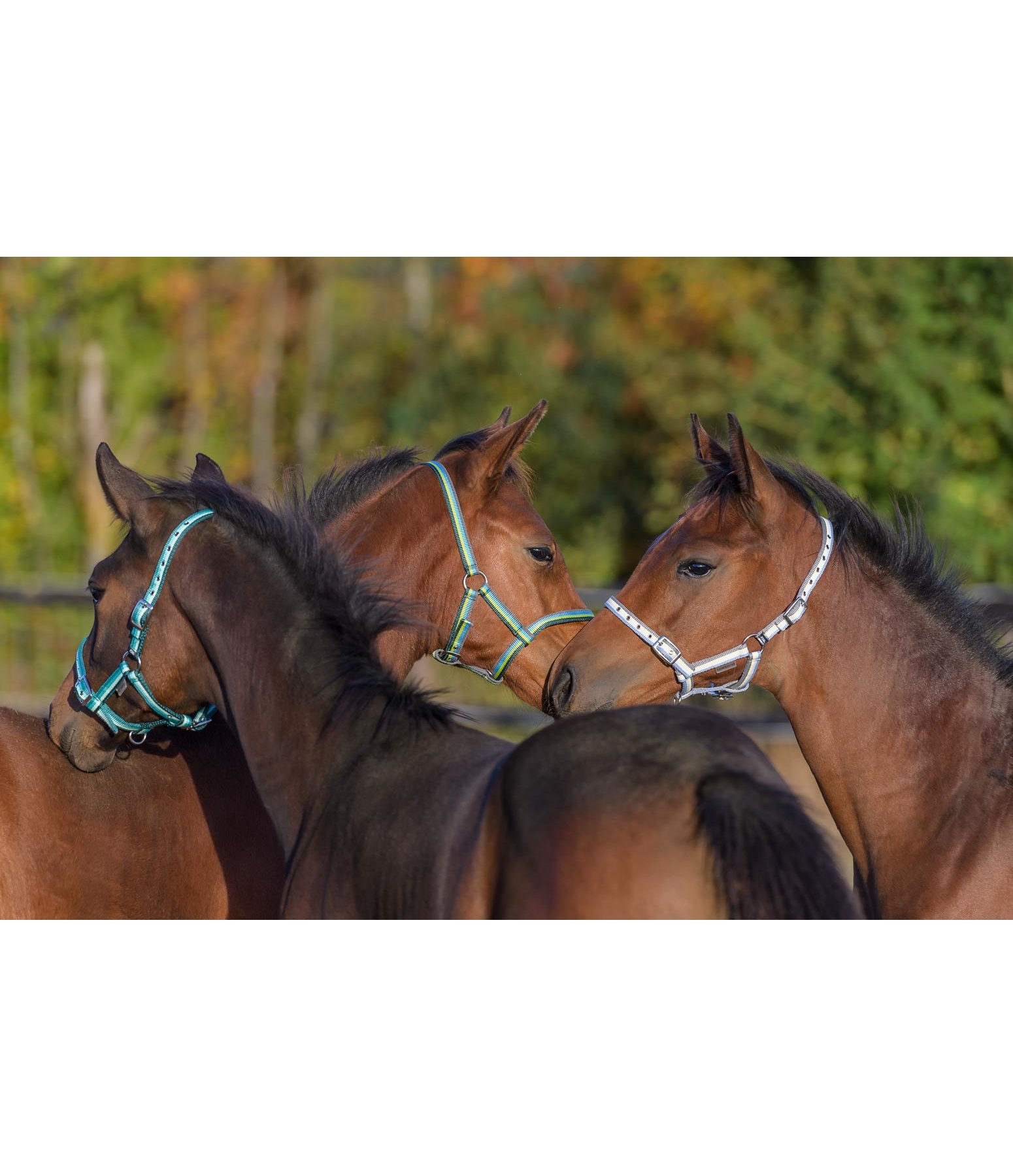 Foal Headcollar Darling