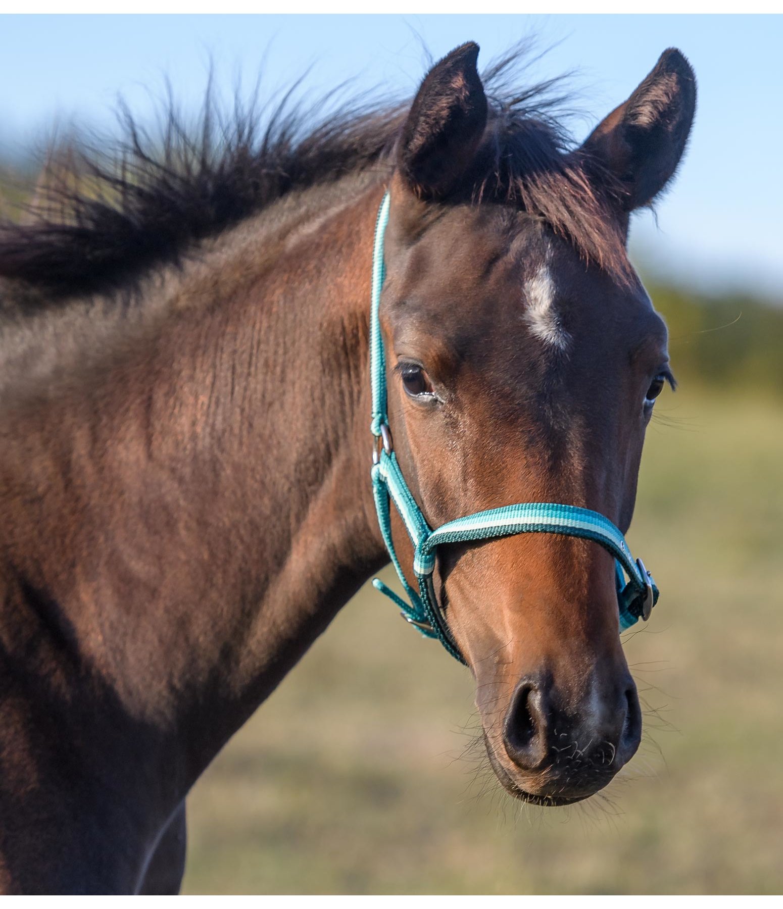 Foal Headcollar Darling