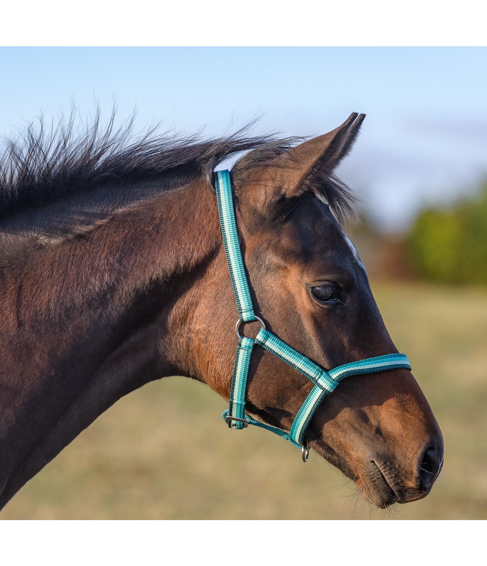 Foal Headcollar Darling