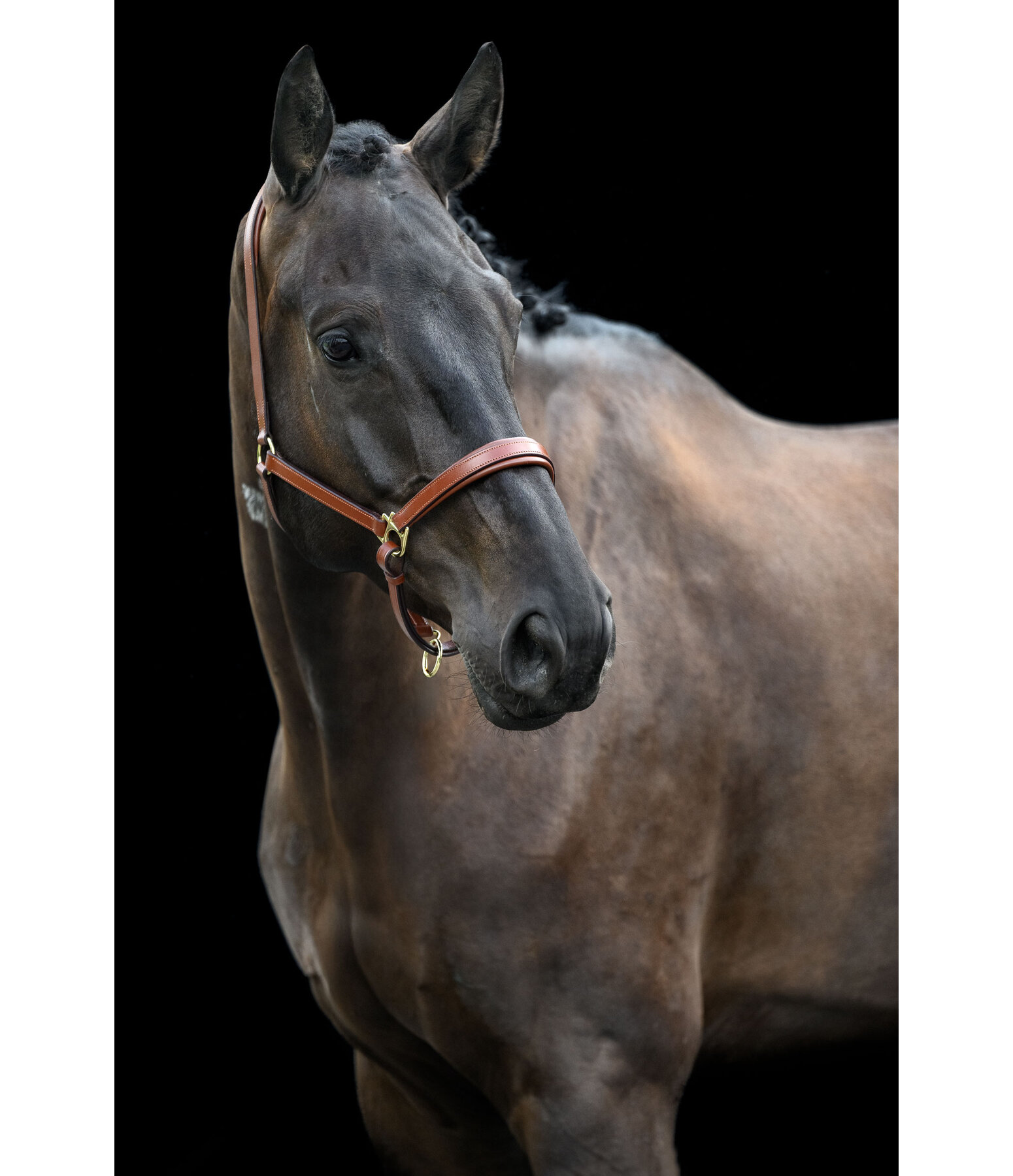 Leather Headcollar Siri