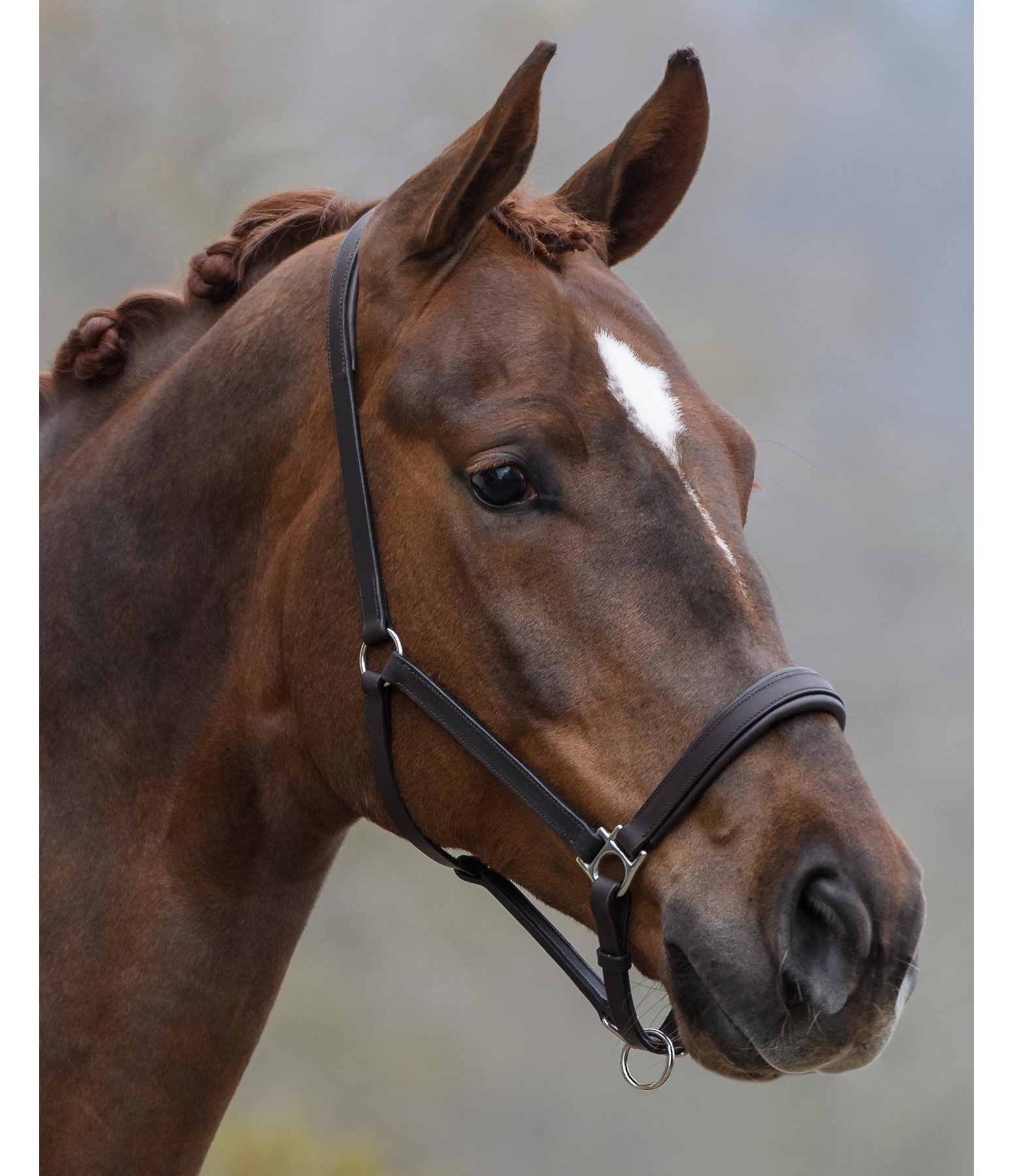 Leather Headcollar Siri