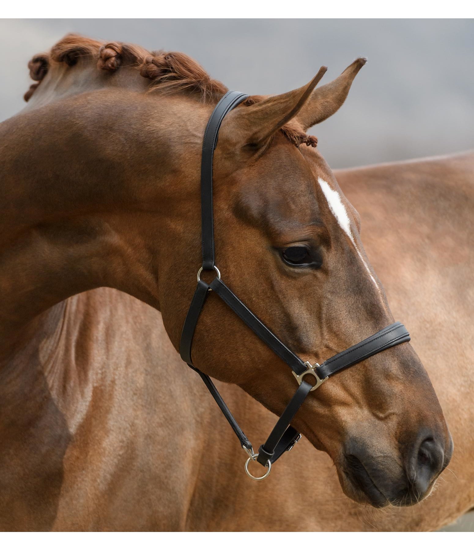 Leather Headcollar Siri