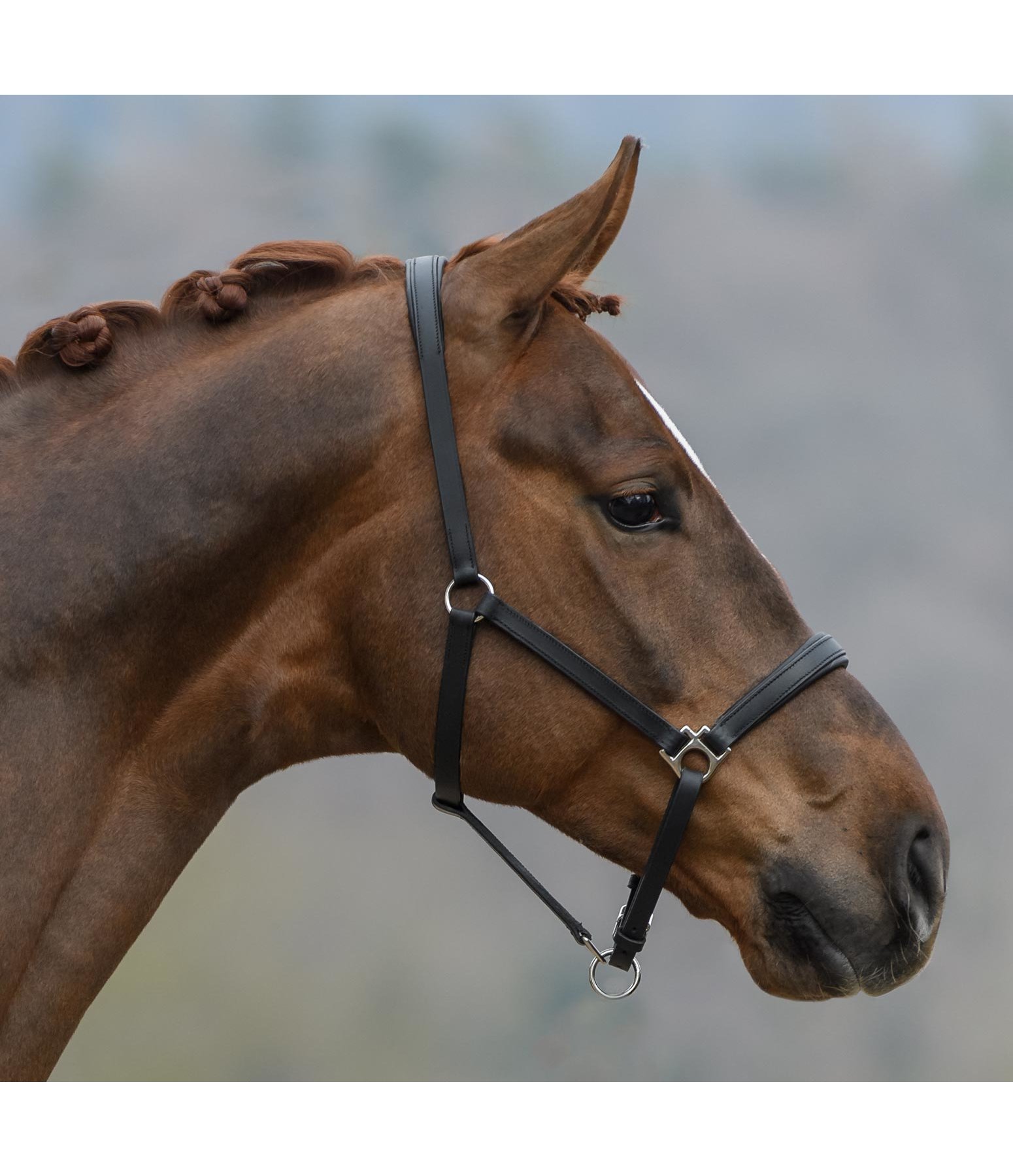 Leather Headcollar Siri