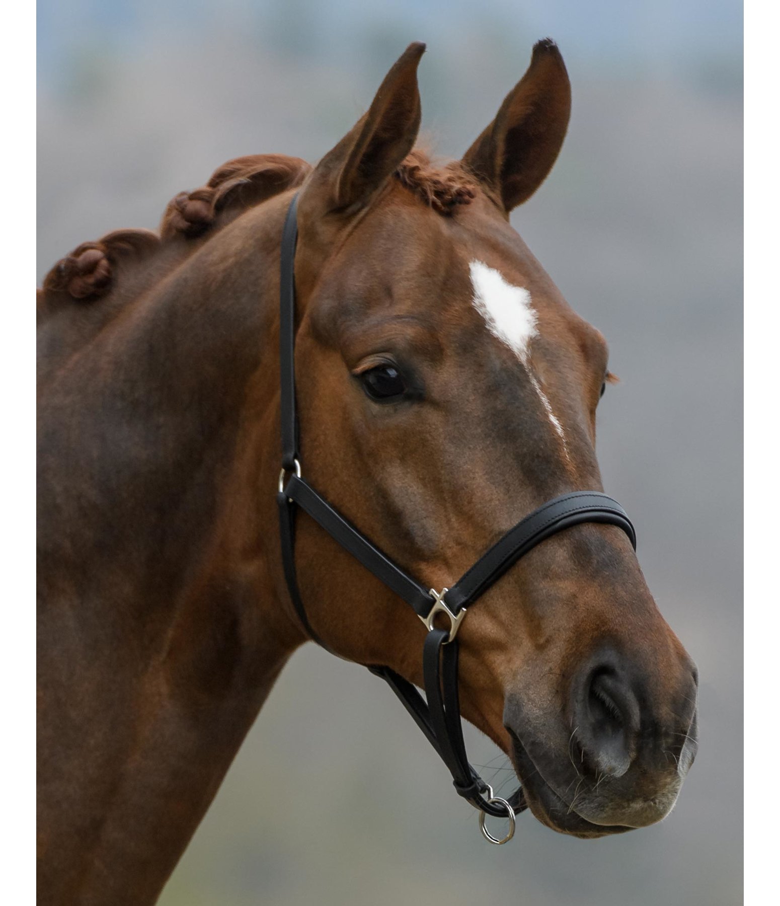 Leather Headcollar Siri