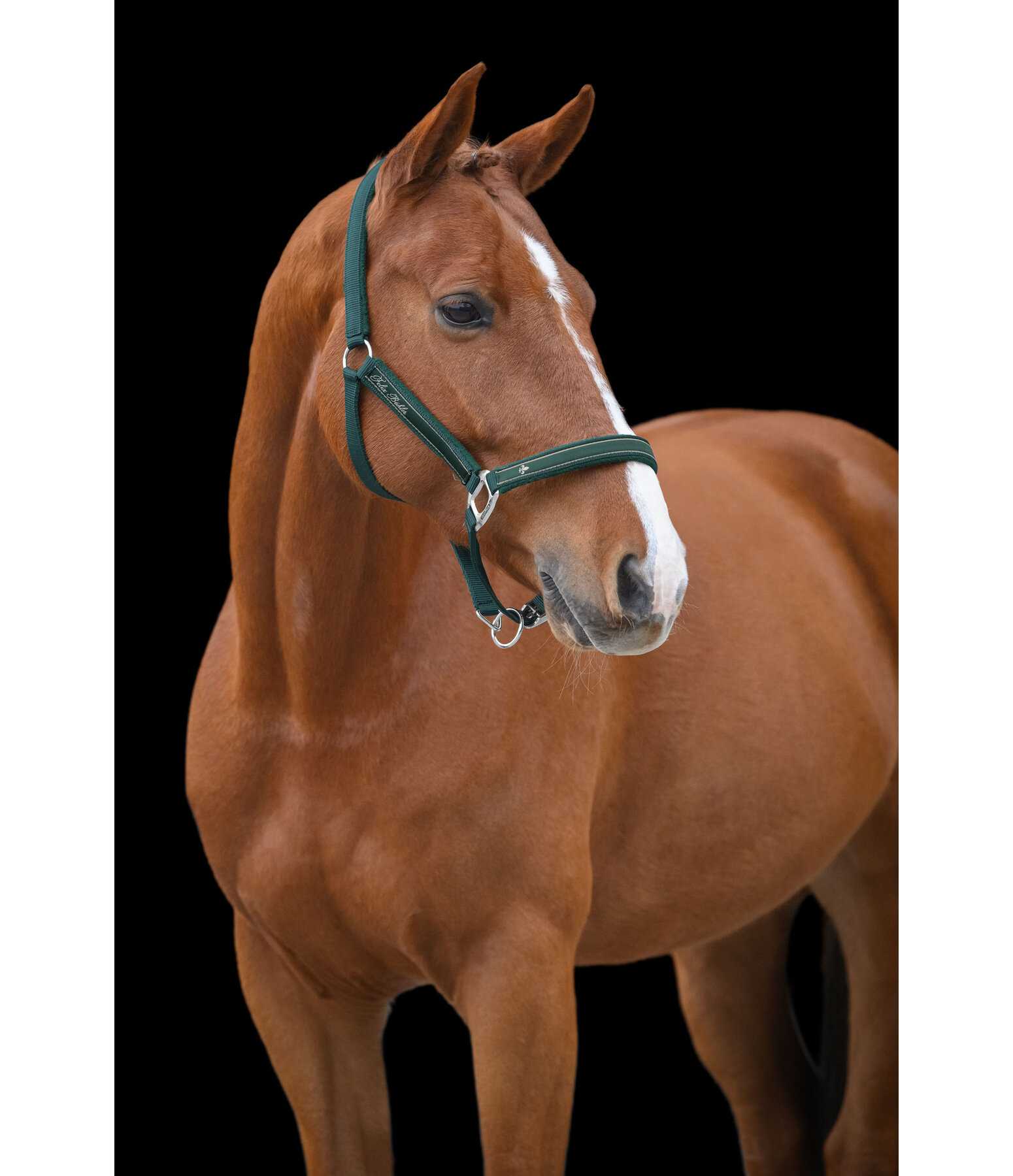 Headcollar Glamorous