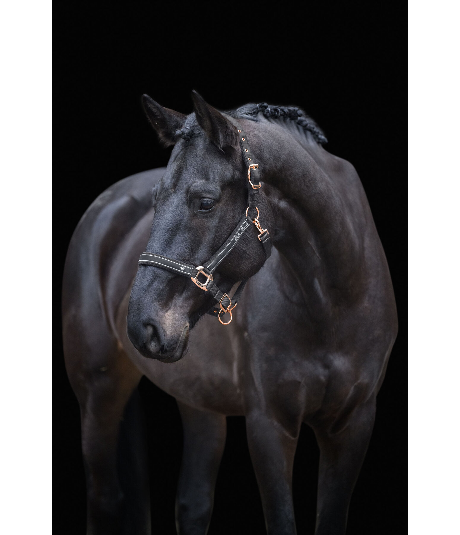 Headcollar Glamorous