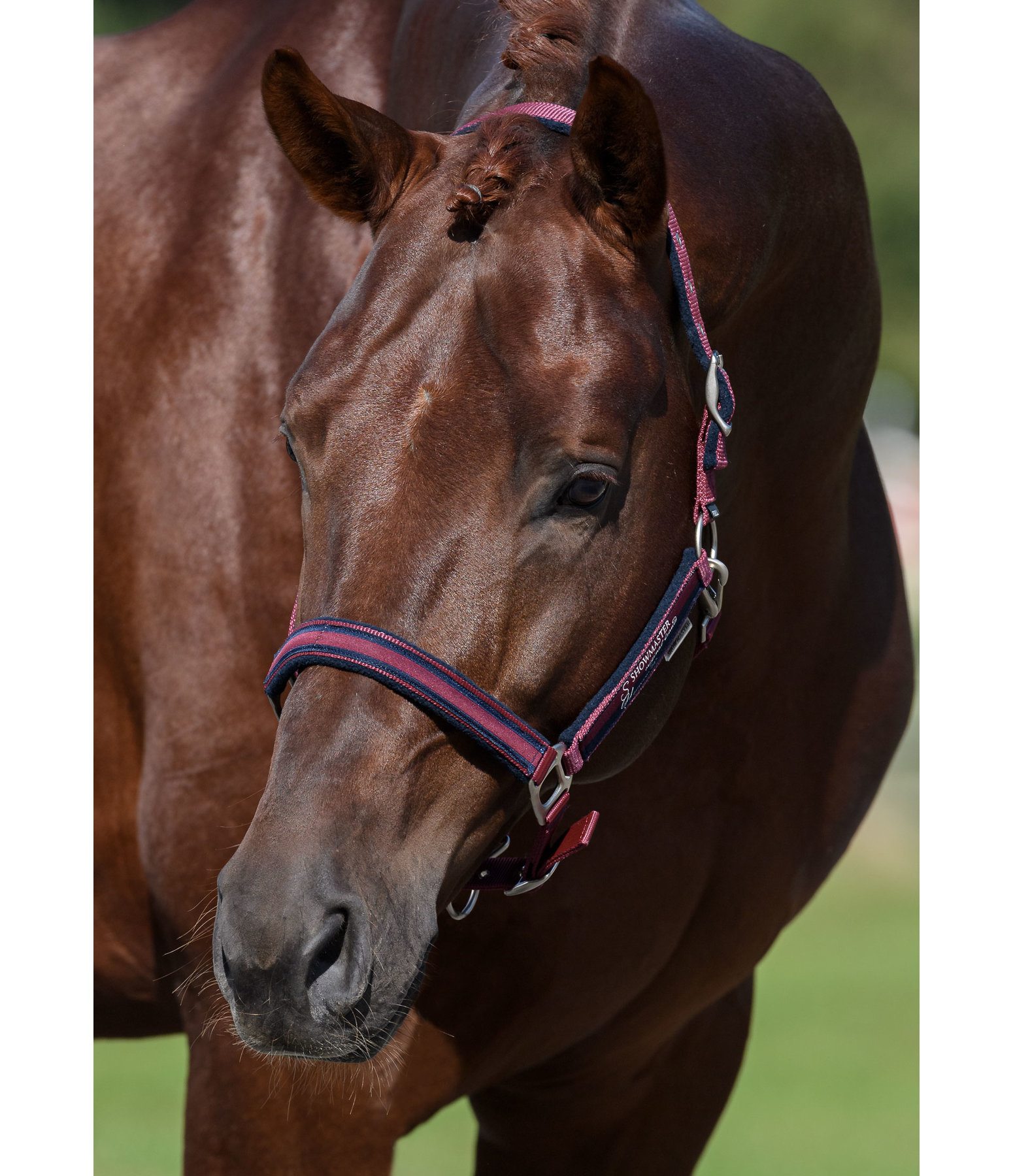 Headcollar Twotone