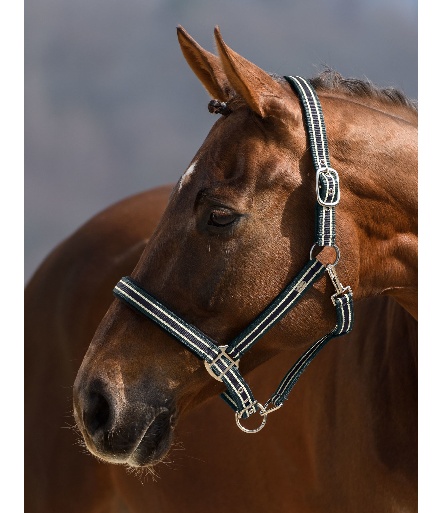 Headcollar Basic