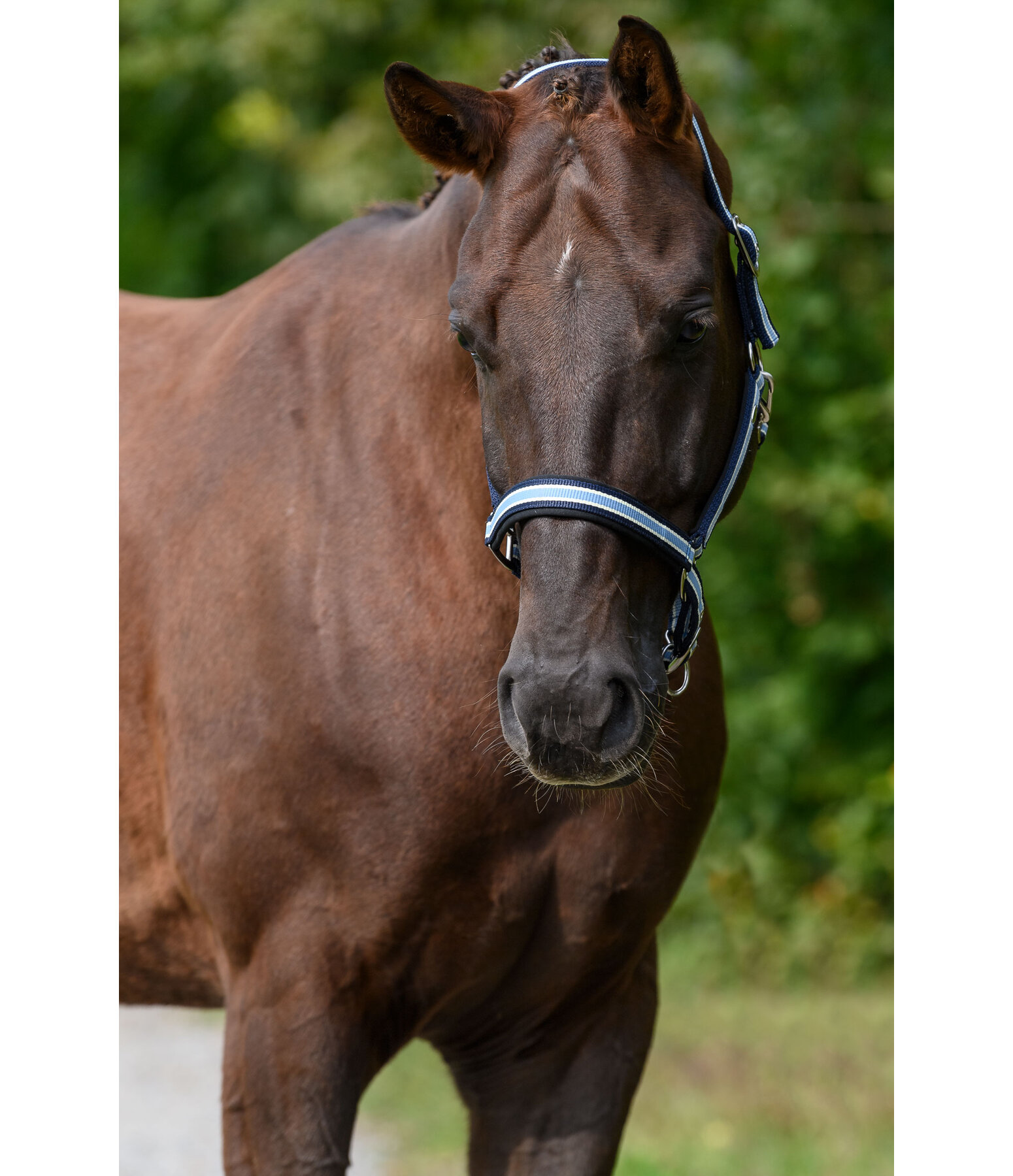 Headcollar Basic