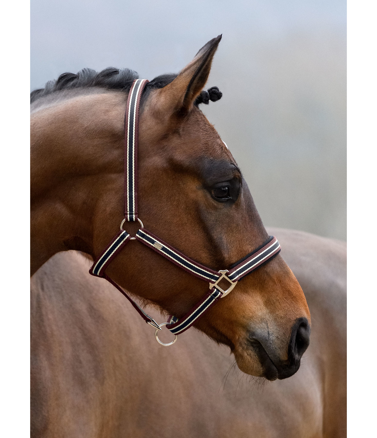 Headcollar Basic