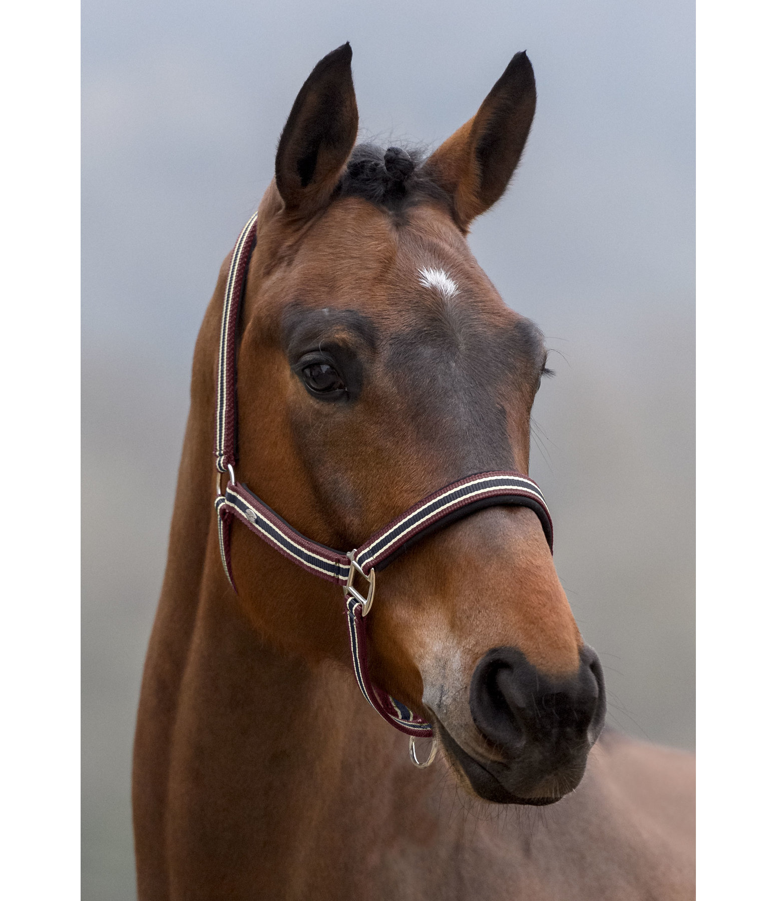 Headcollar Basic