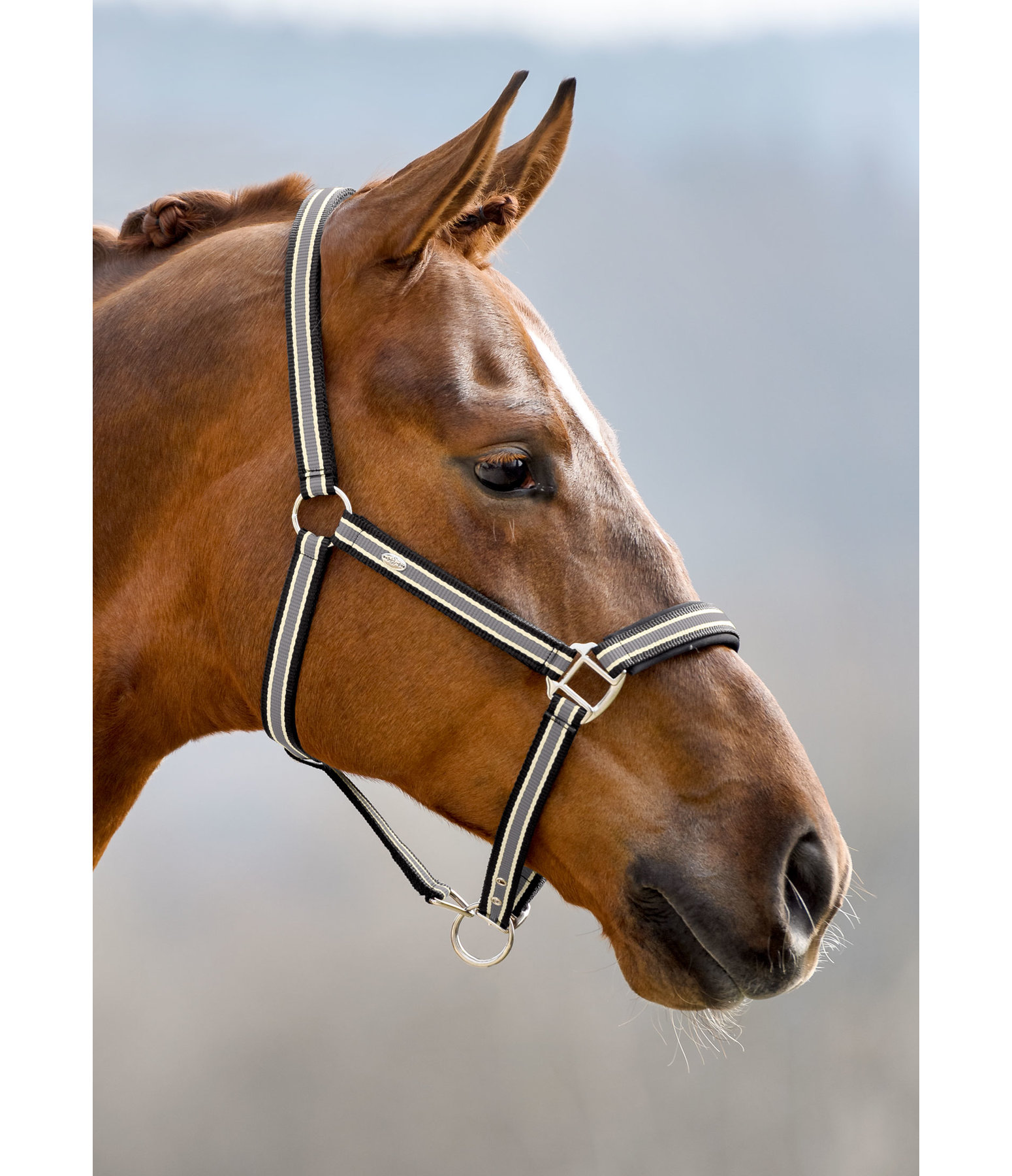 Headcollar Basic