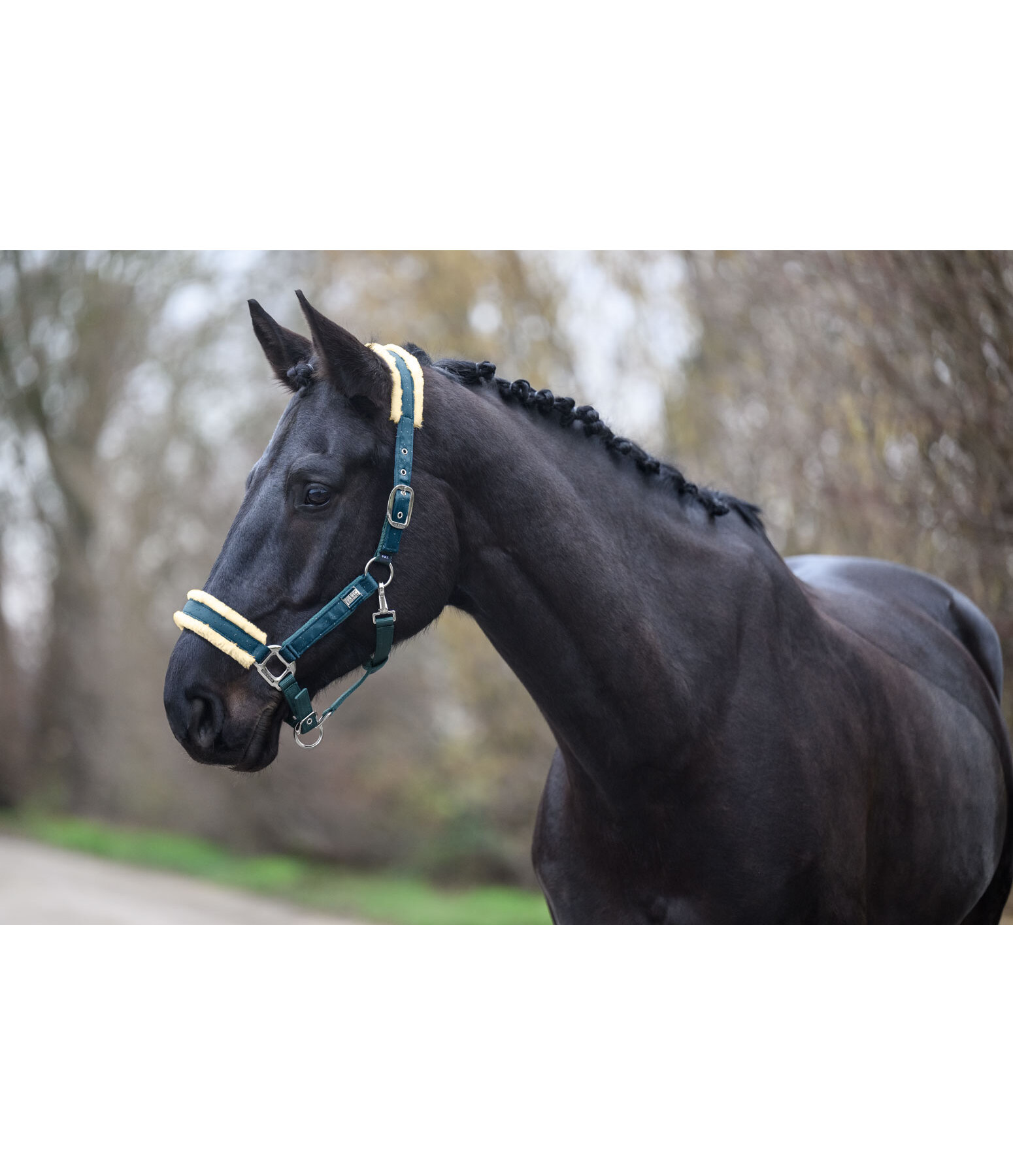 Headcollar Sparkling II