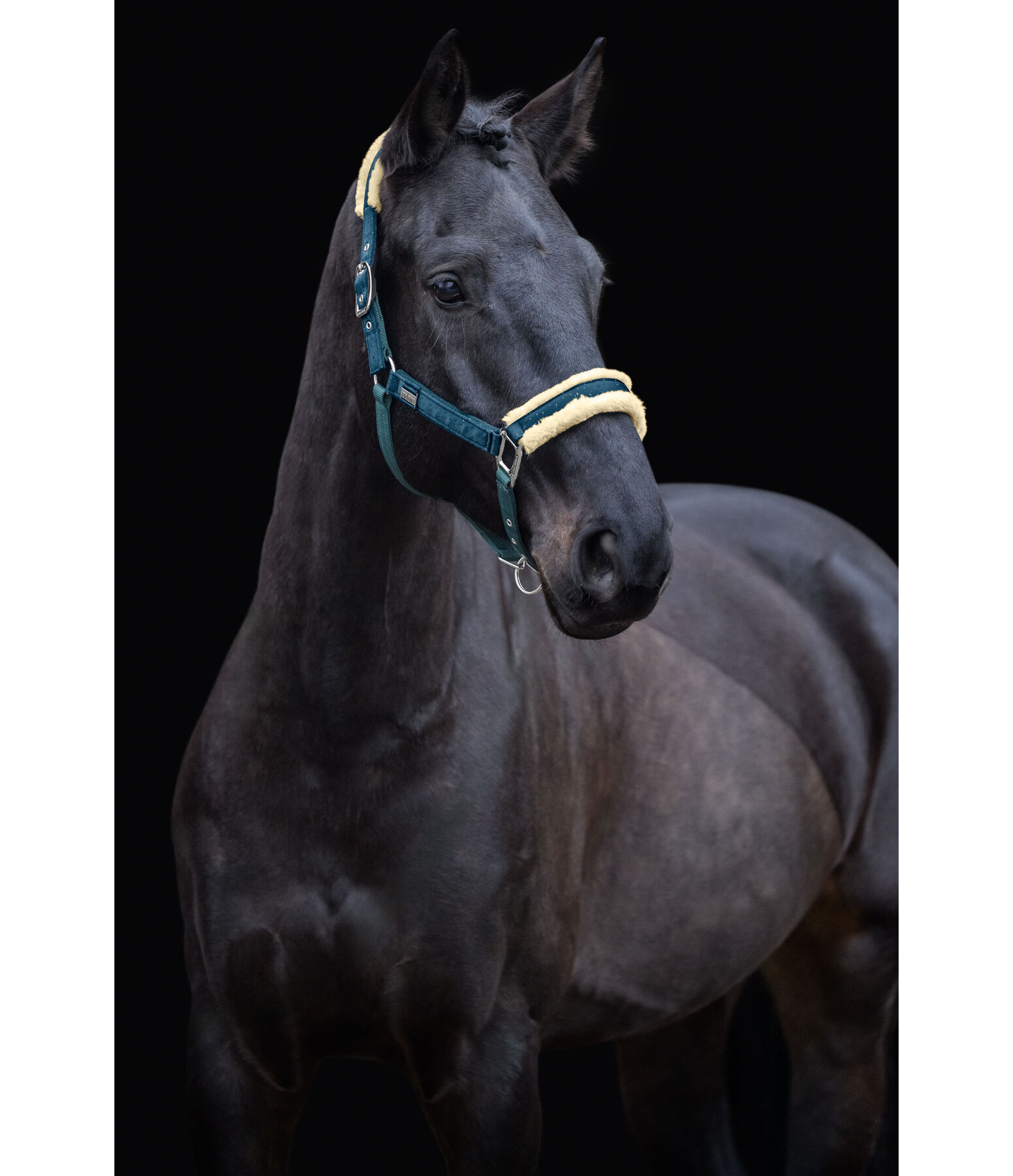 Headcollar Sparkling II
