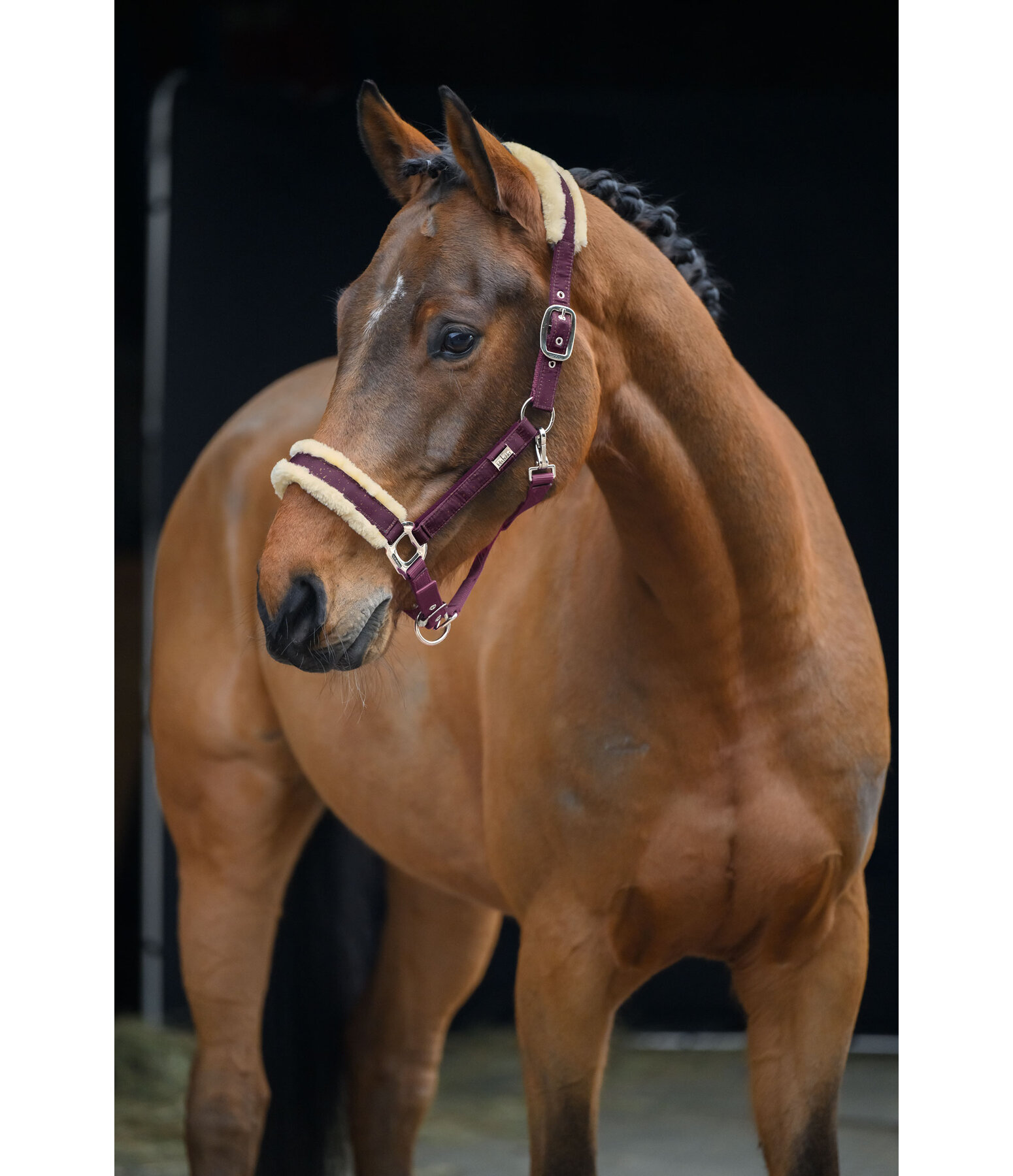 Headcollar Sparkling II
